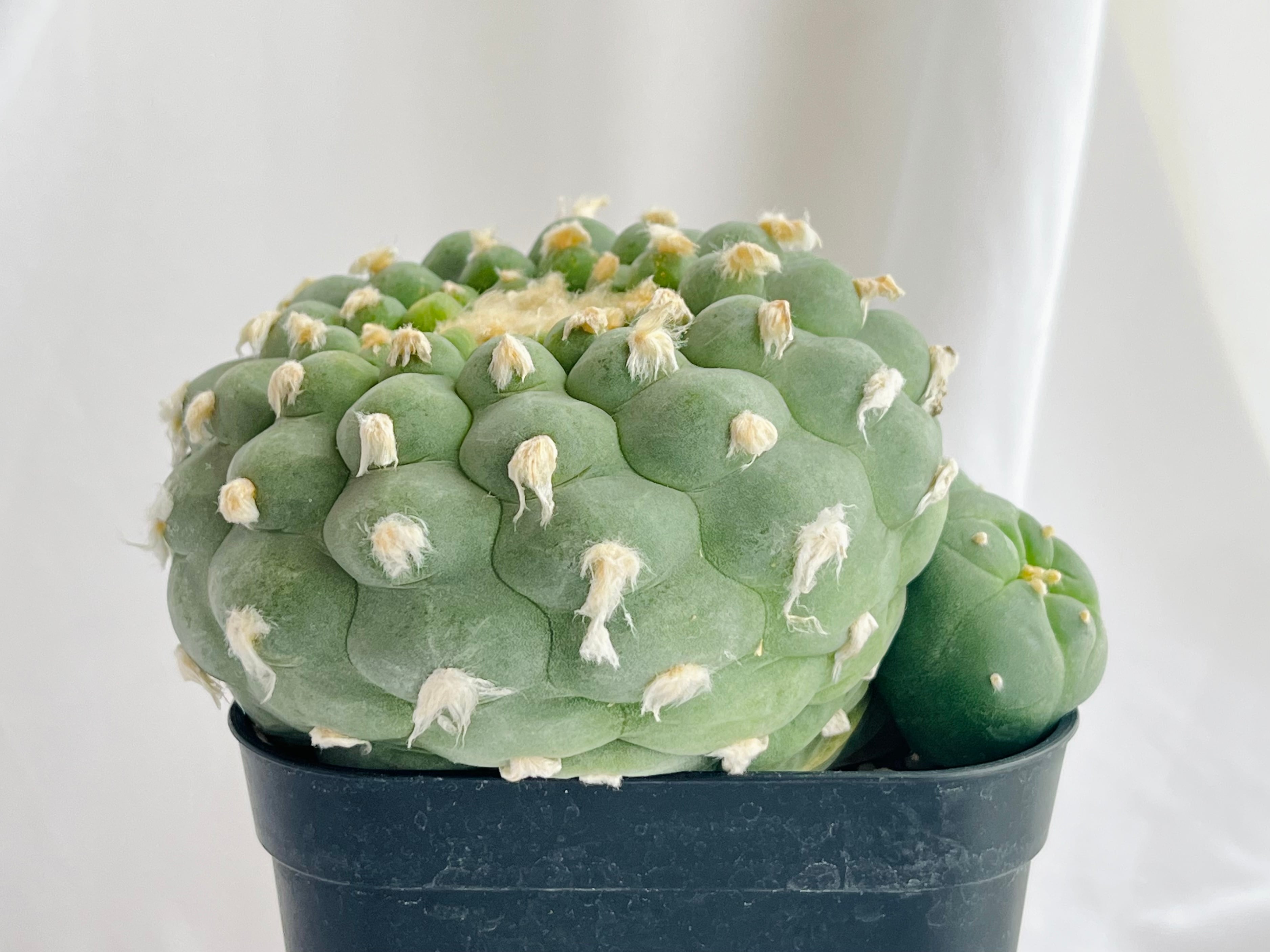 サボテン 疣銀冠玉 実生 W7.5cm サボテン 多肉植物 （3#） 疣銀冠玉