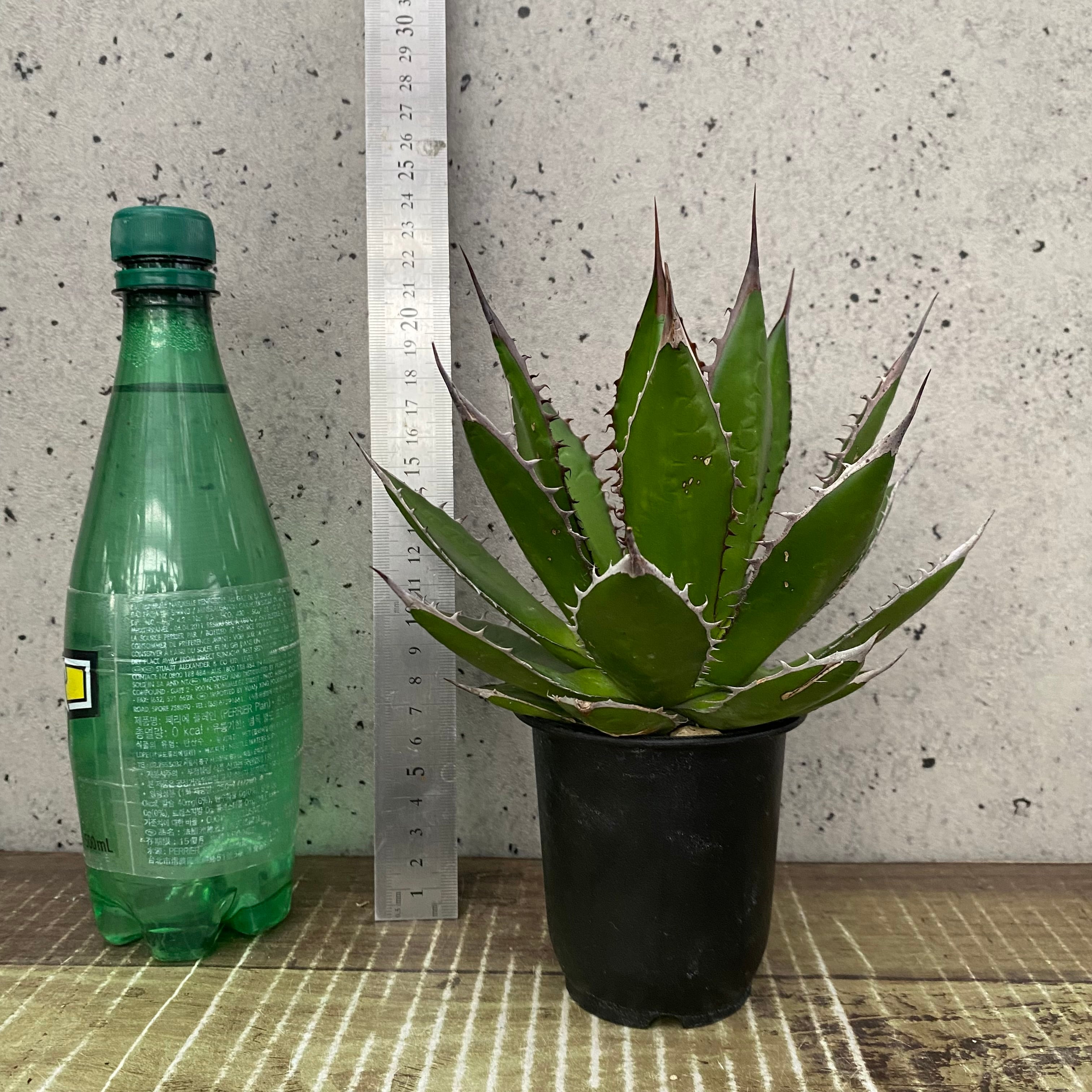 美株です！アガベ『ホリダ』 | Planet Plants プラネットプランツ