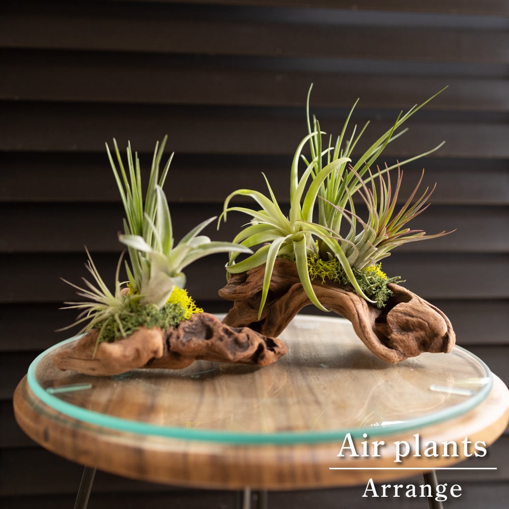 エアープランツ 流木 着生2個セット 観葉植物 アクアリウム 多肉植物