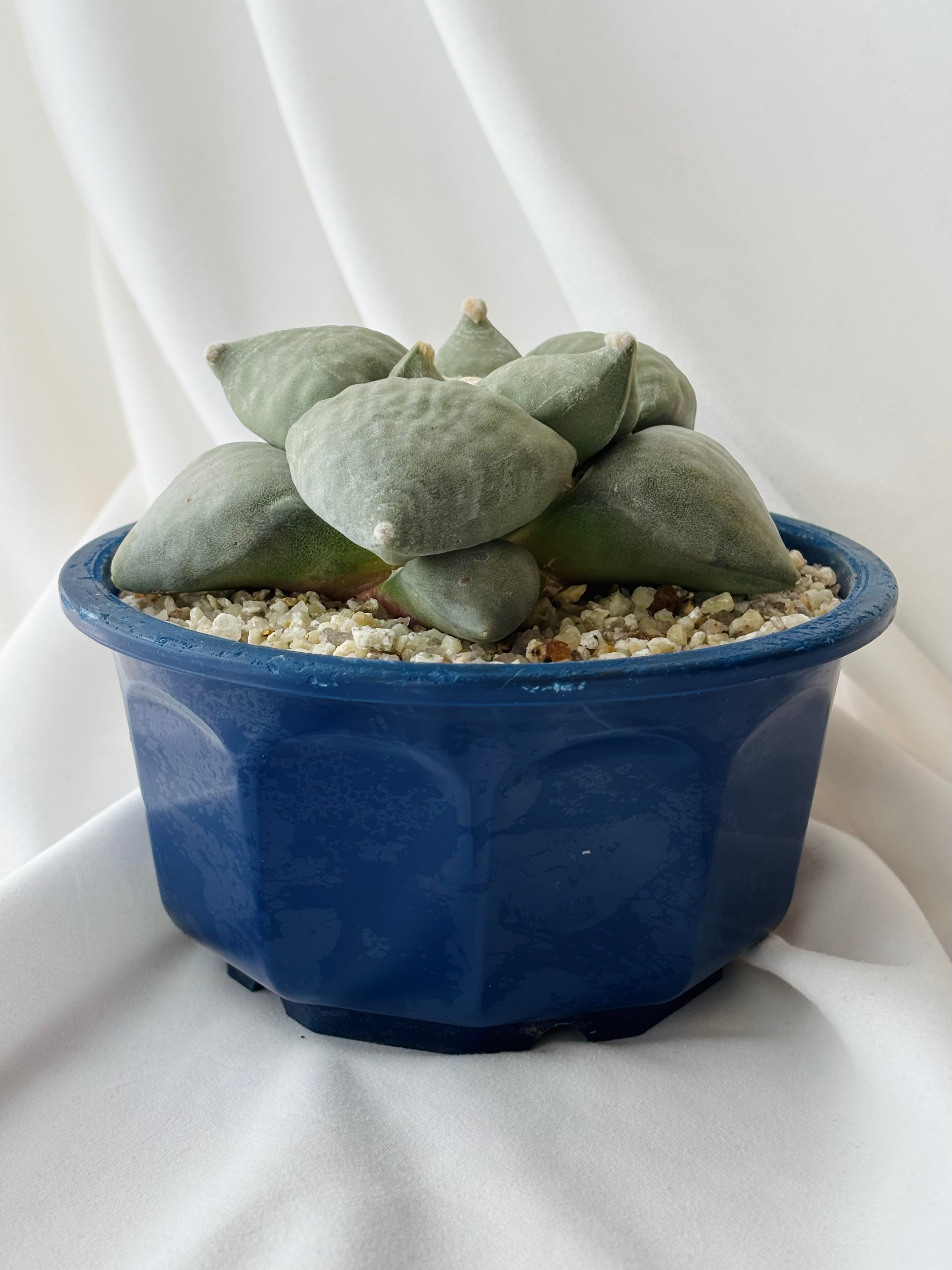 Ariocarpus furfuraceus f. アリオカルプス 大疣青磁牡丹 サボテン