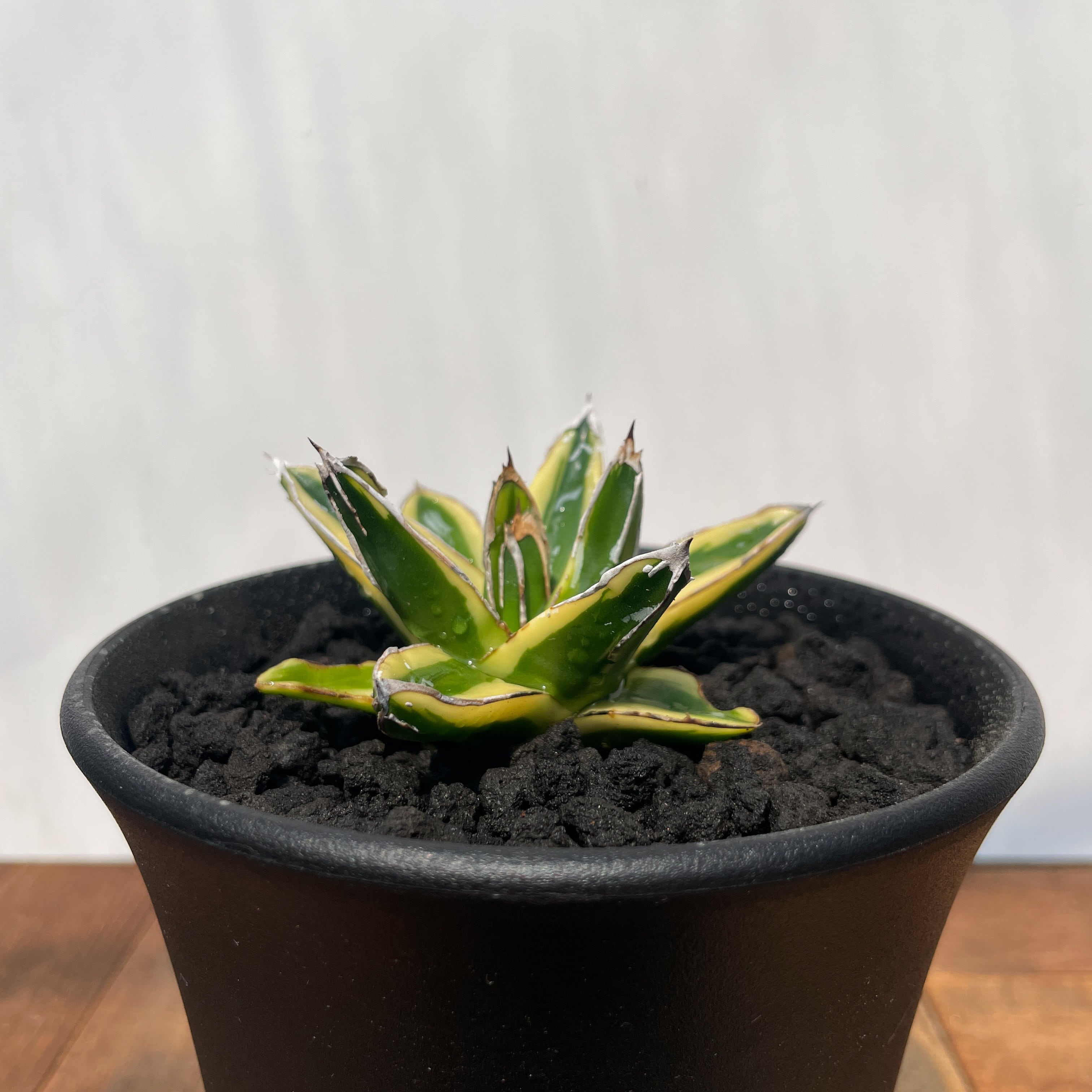 Agave victoriae-reginae 'Kizan'【アガベ・輝山】 | RIMO'S GREEN