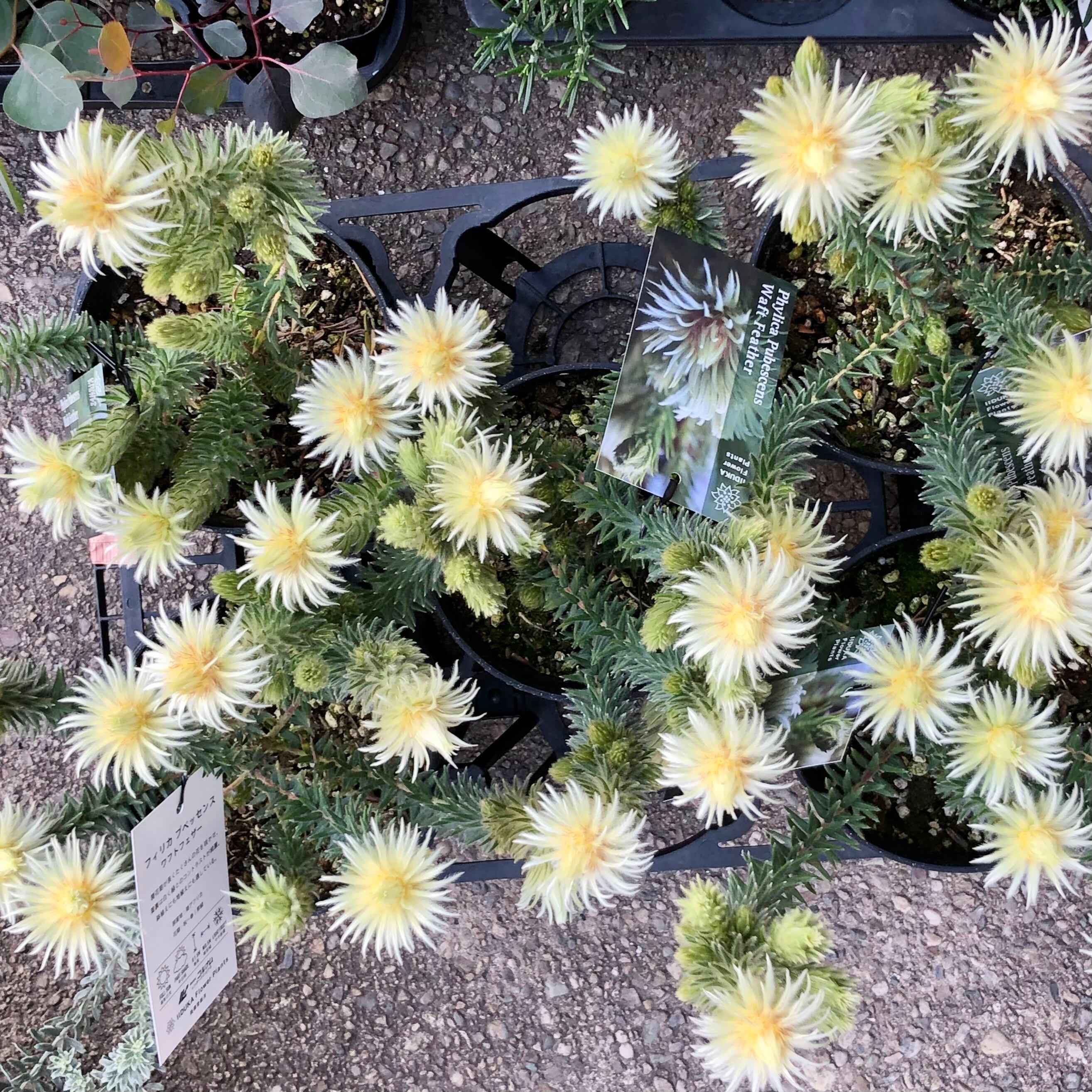 フィリカ プベッセンス〝ワフトフェザー〟 | PLANTS SHOP OLIVE