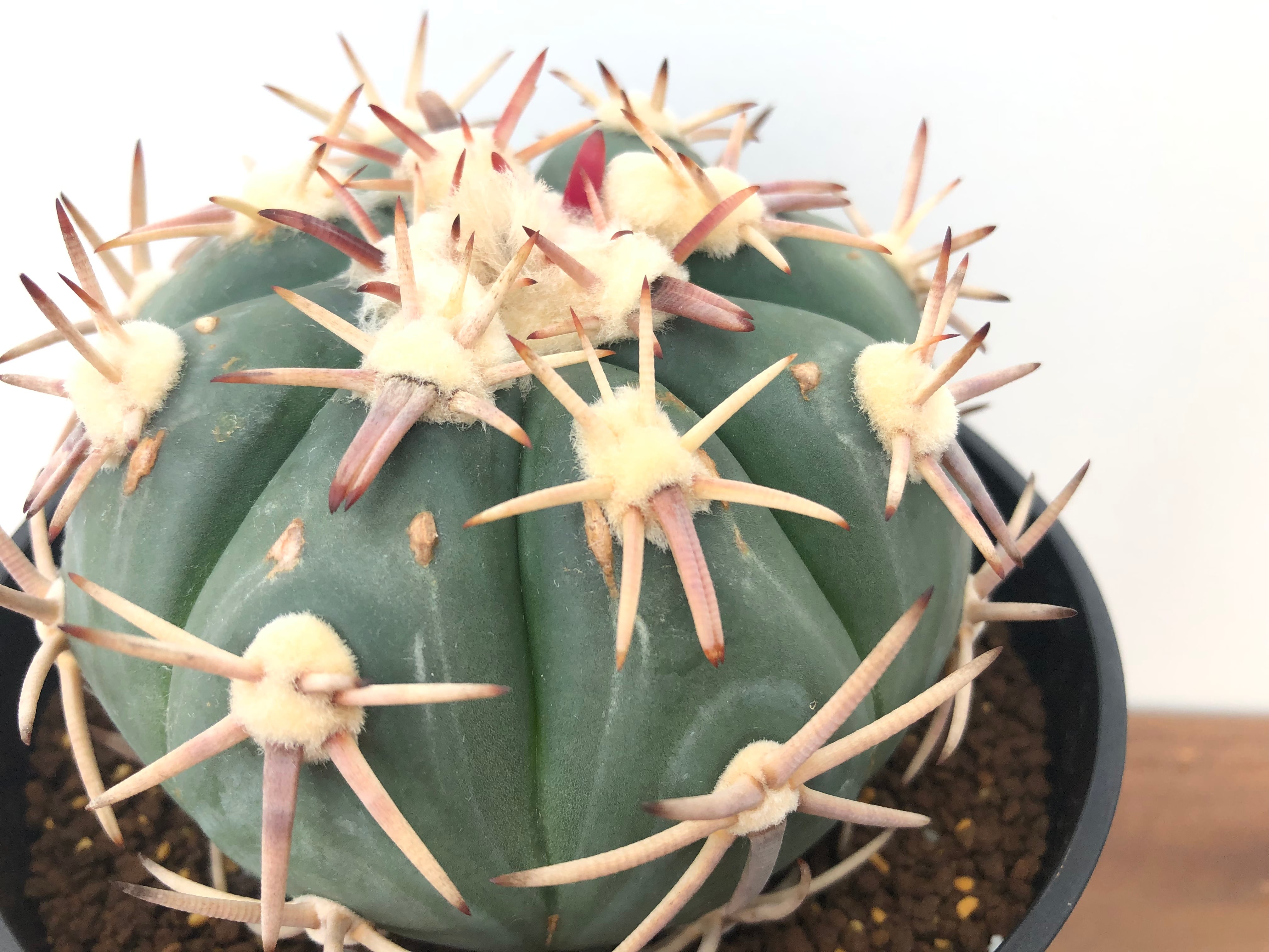 Echinocactus horizonthalonius 白刺翠平丸 サボテン | plants MARU