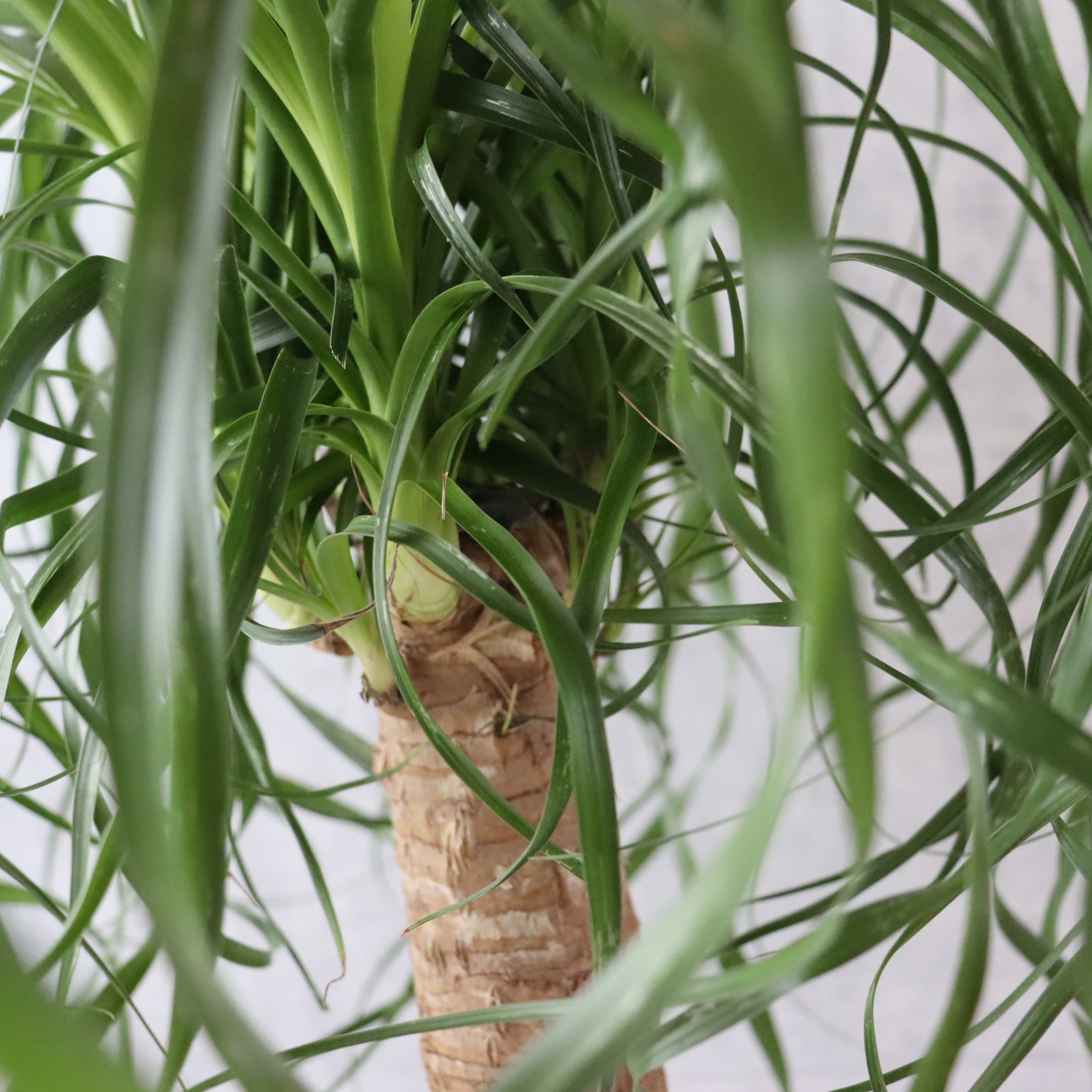 小さくても存在感◎ 】トックリラン ポニーテール ノリナ 観葉植物