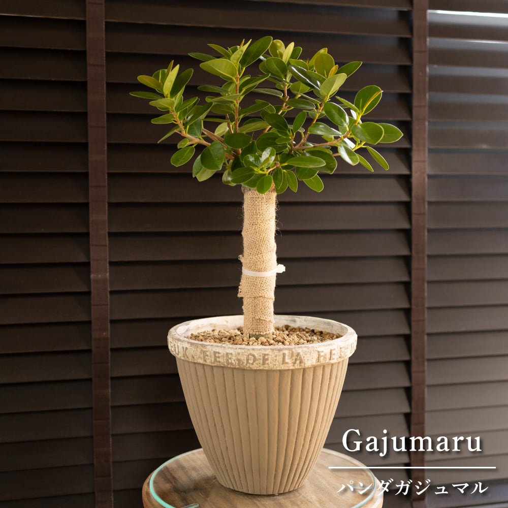 パンダガジュマル 7号 陶器鉢 観葉植物 ガジュマルの木 多幸の木