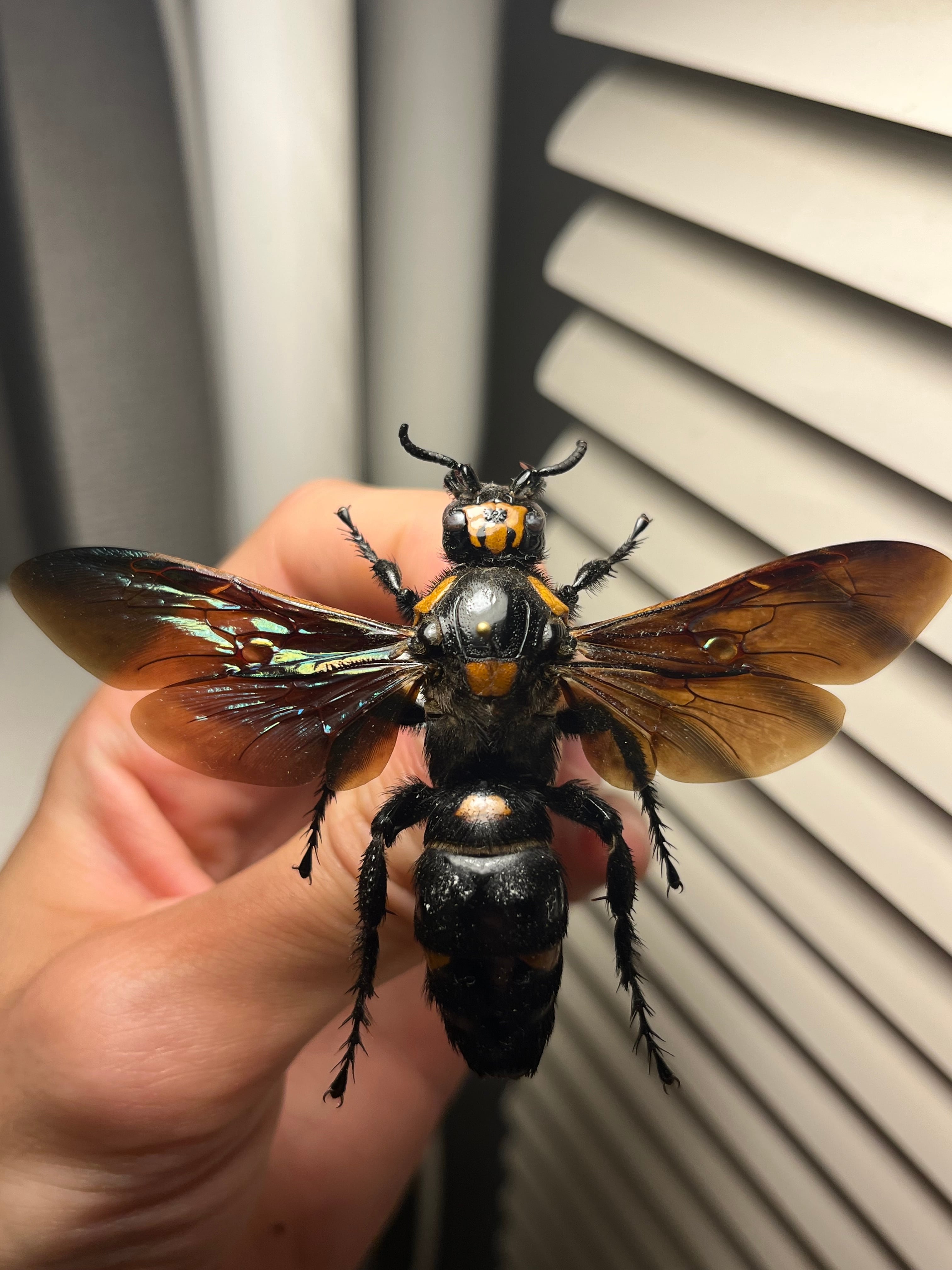 雀蜂最大級】ツチバチ60mm Megascoliaハチトンボゼミセミ蝉カゲロウ