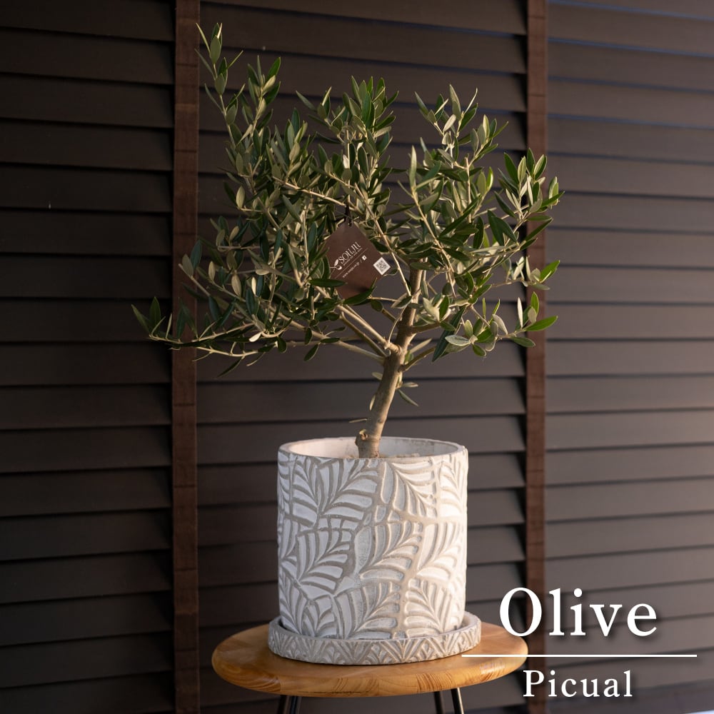 創樹 Olive オリーブの木 SOUJU ピクアル 陶器鉢 オリーブ 盆栽