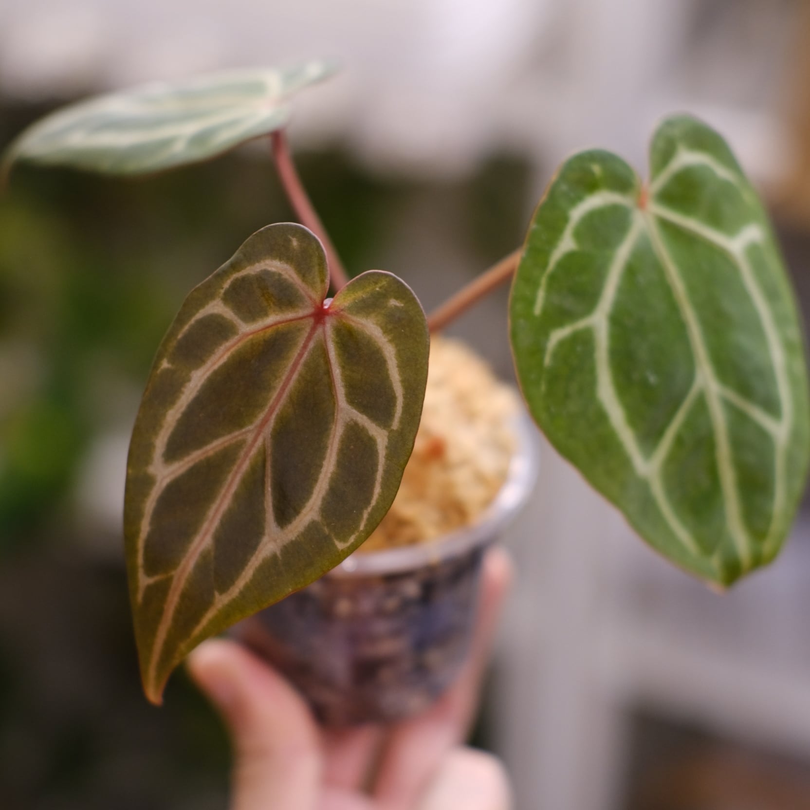 Anthurium. SKG Pink Lemonade × A.Zara Michelle / アンスリウム