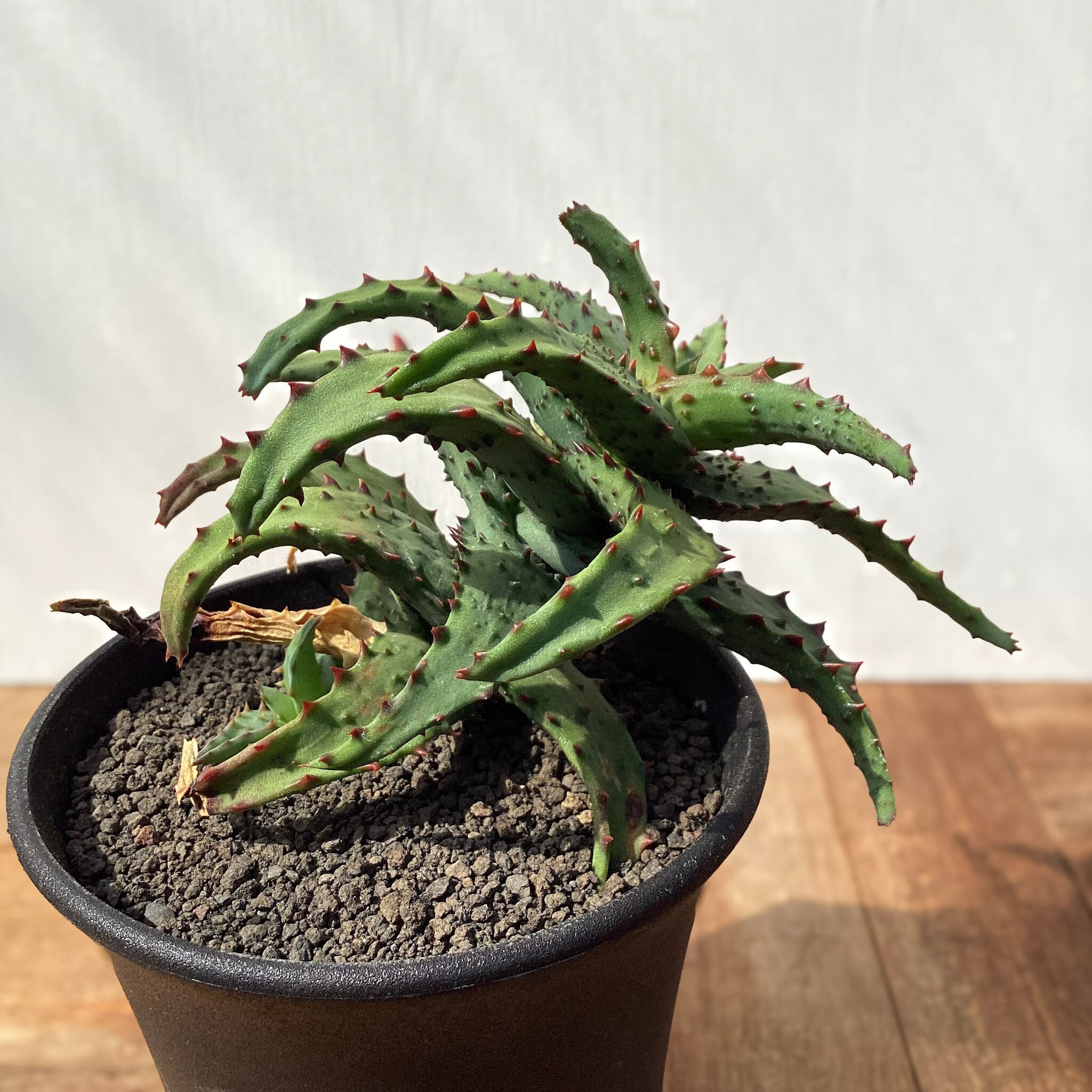 Aloe castilloniae 【アロエ・カスティロニアエ】 | RIMO'S GREEN
