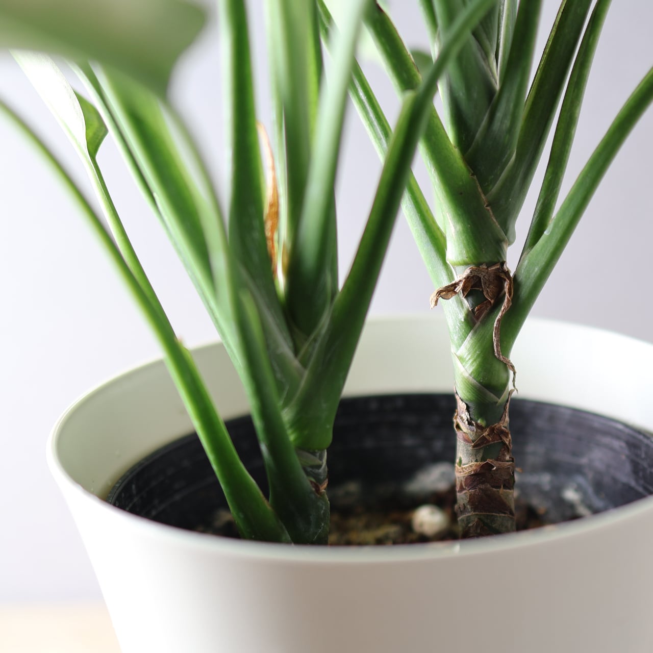 395 レオンが愛した『アグラオネマ カーティシー』観葉植物 【送料無料