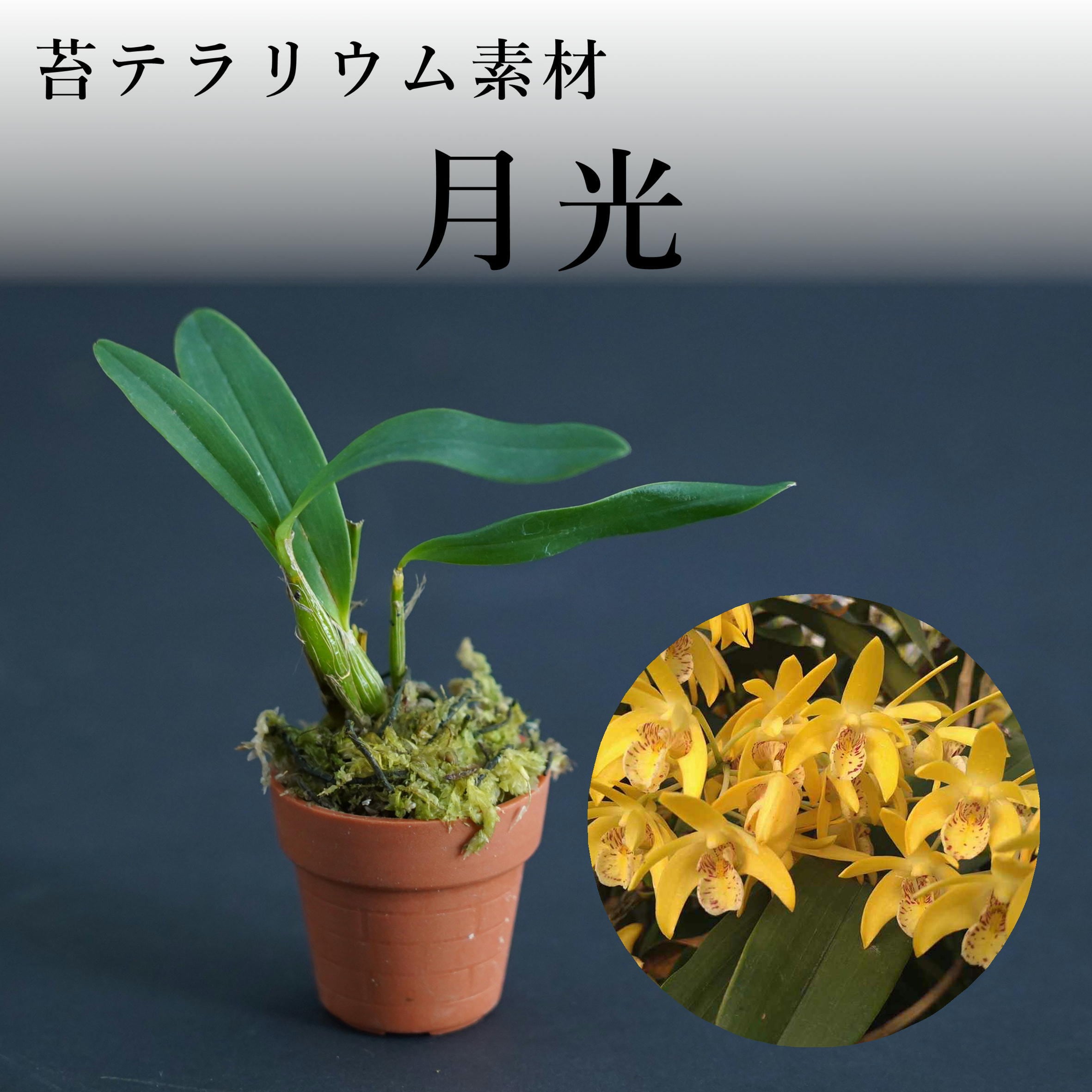 Den.kingianum 月光【着生ラン】苔テラリウム用ミニミニポット | 苔