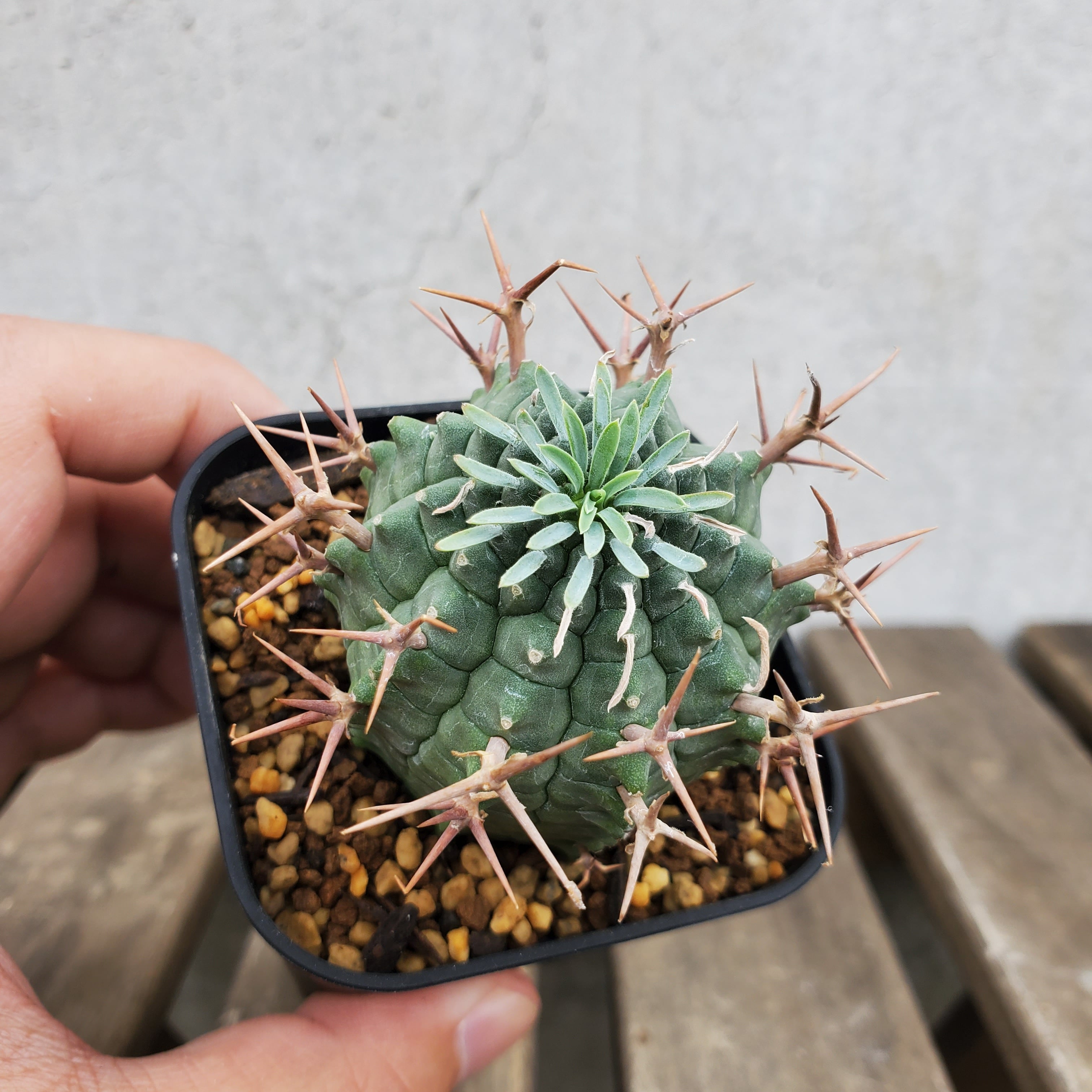 実生】⑦Euphorbia stellispina ユーフォルビア 群星冠