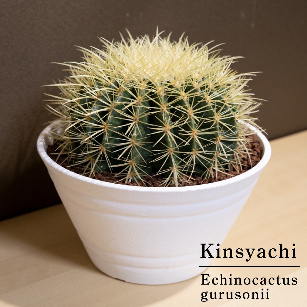 金鯱 サボテン Kinsyachi Echinocactus grusonii 7号サイズ セラアート