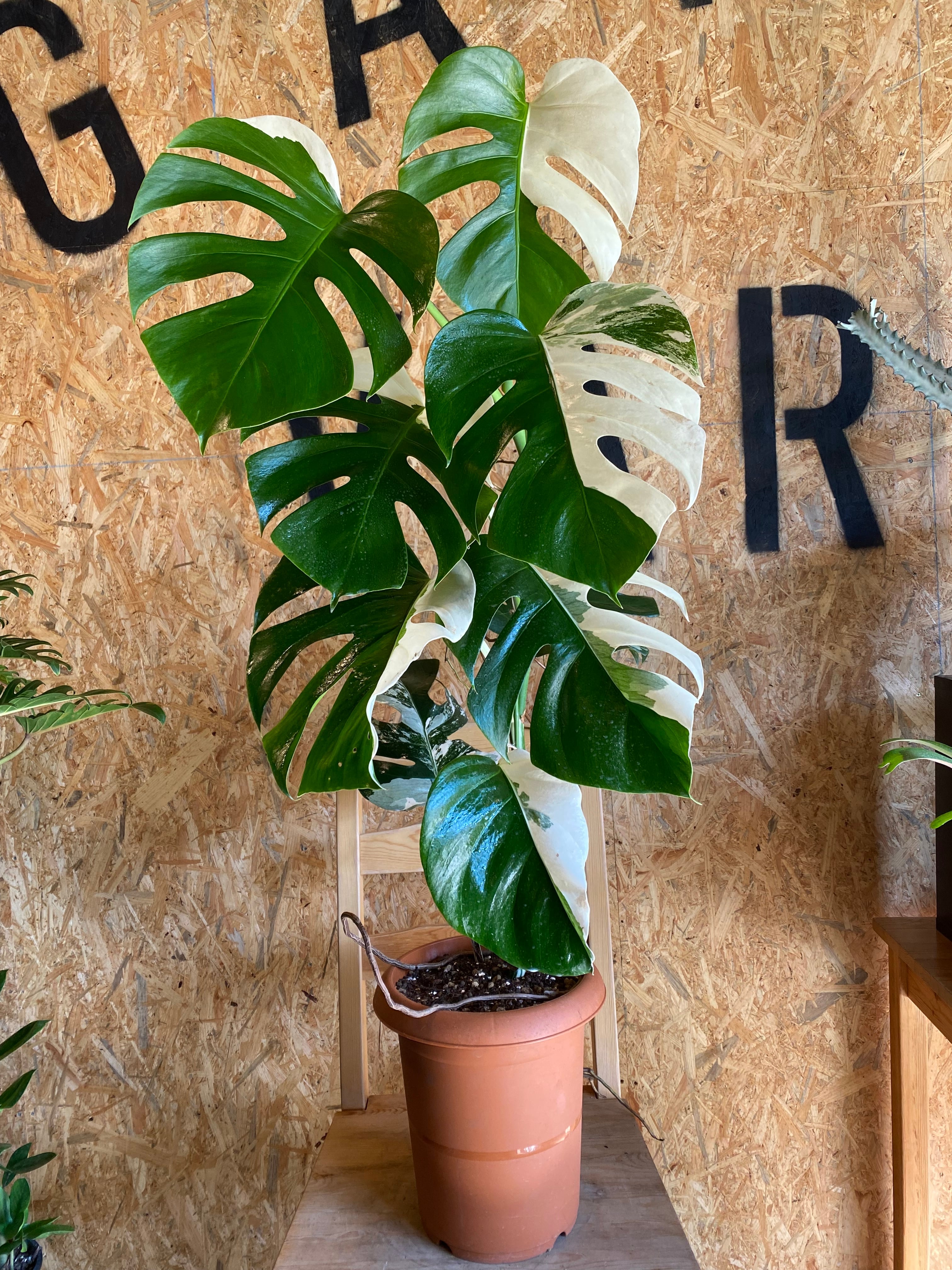 モンステラ ハーフムーン H109cm W60cm 口径21cm | Garden Varejo