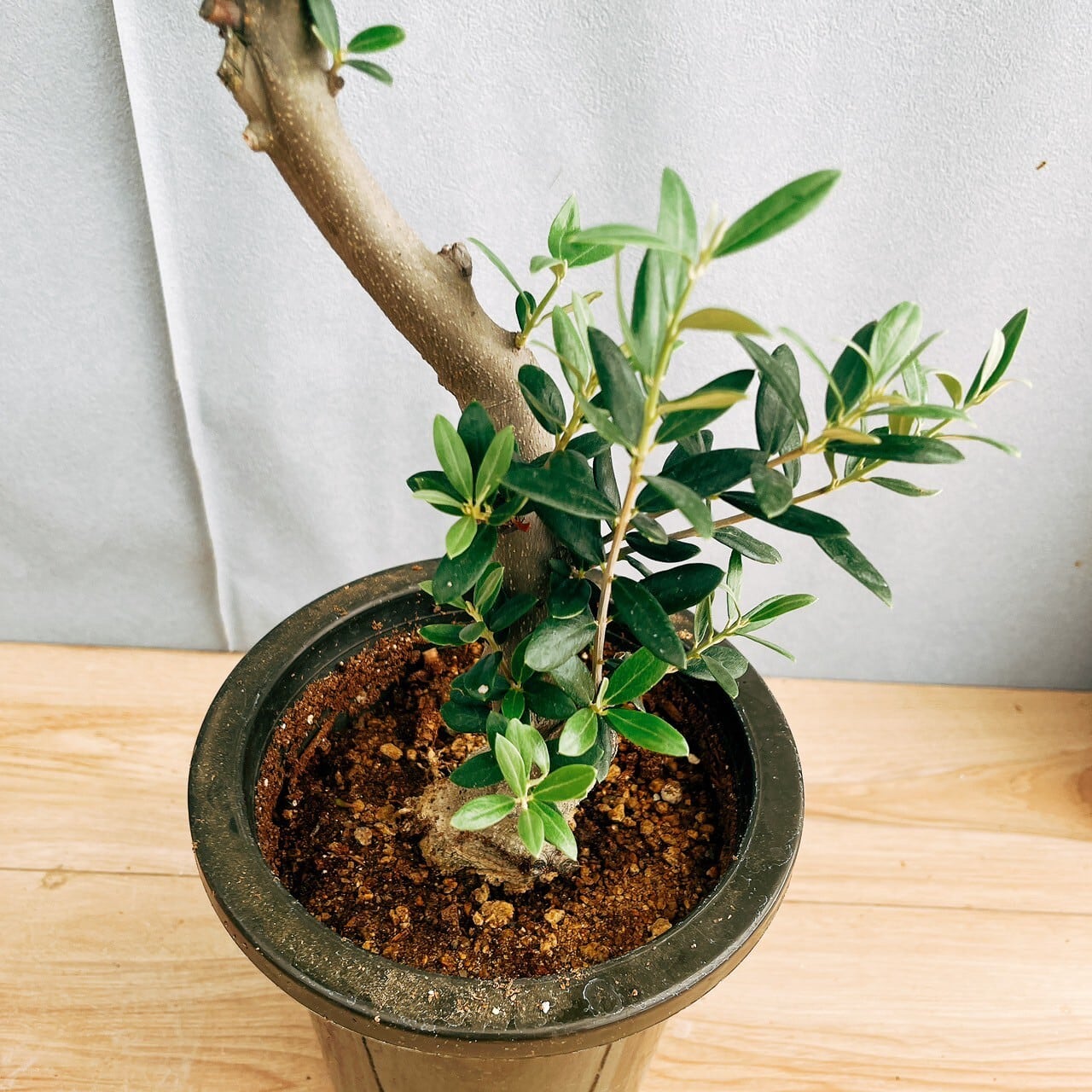 現品］R 創樹 オリーブ マンザニロ 6号 観葉植物 ベランダ SOUJU 玄関