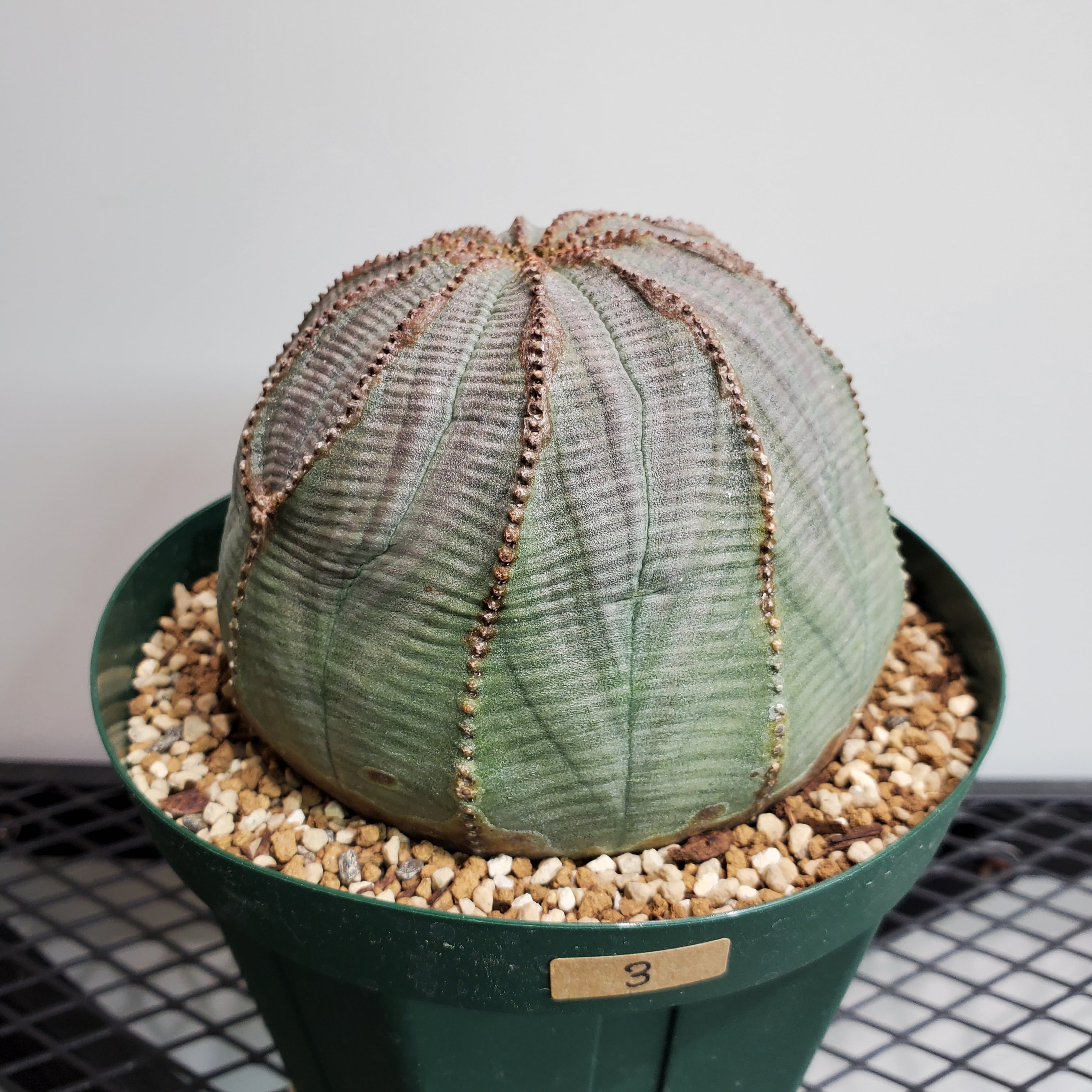 ③【特大サイズ】101mm Euphorbia Obesa ユーフォルビア オベサ