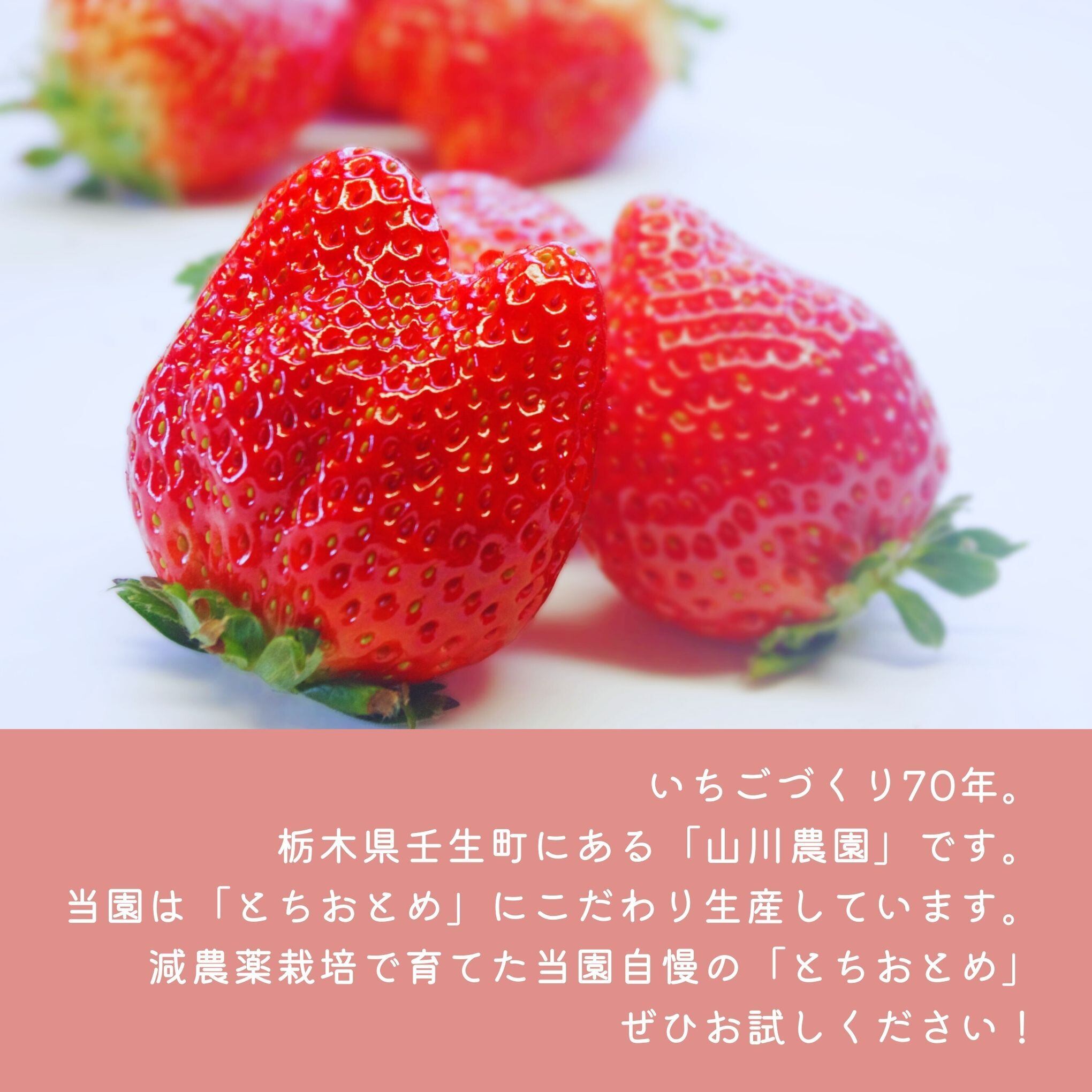 とちおとめ (3Lサイズ・平積み30個入) 1箱 | 山川農園｜産直通販「ある
