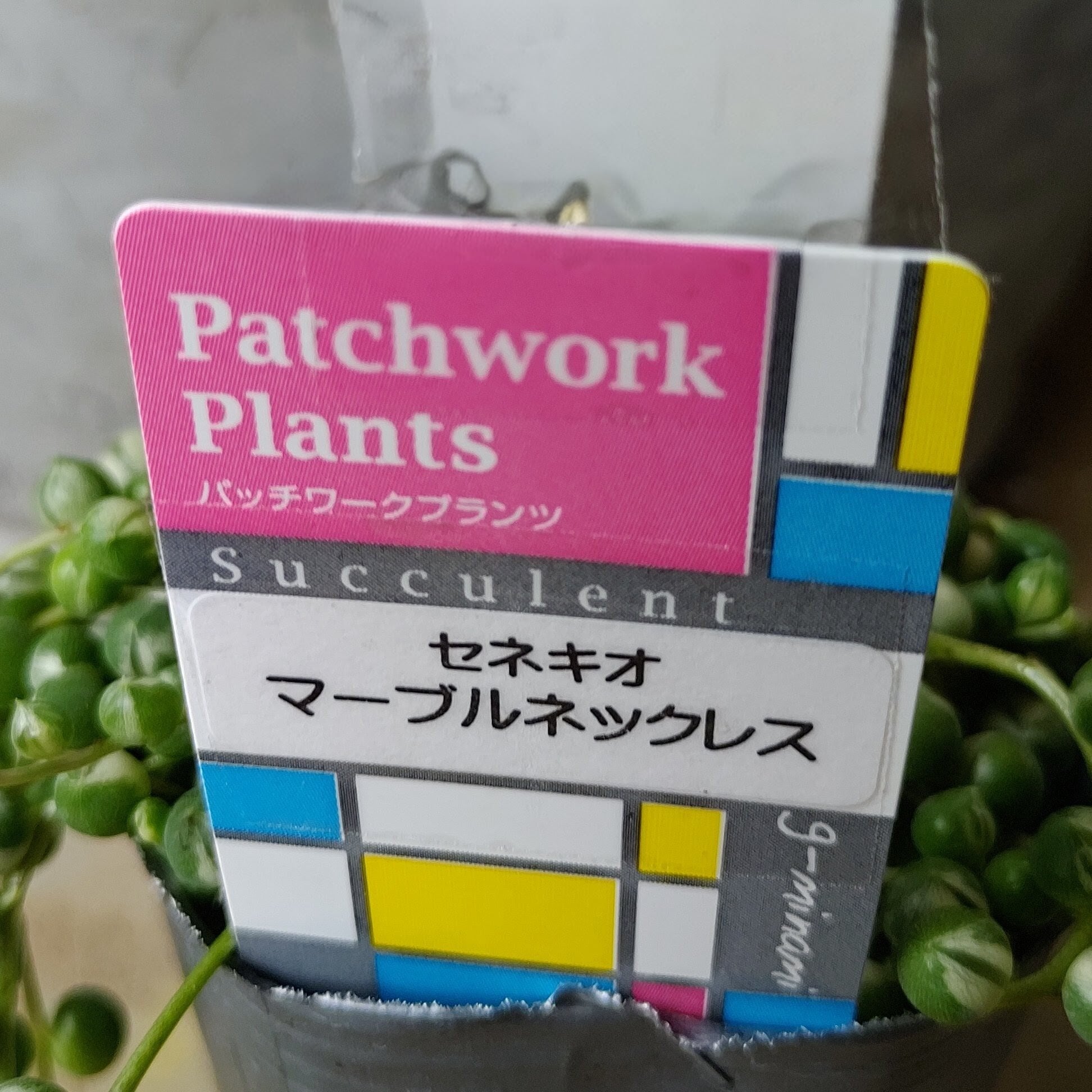 マーブルネックレス（斑入りグリーンネックレス） | RuPo 多肉植物専門店