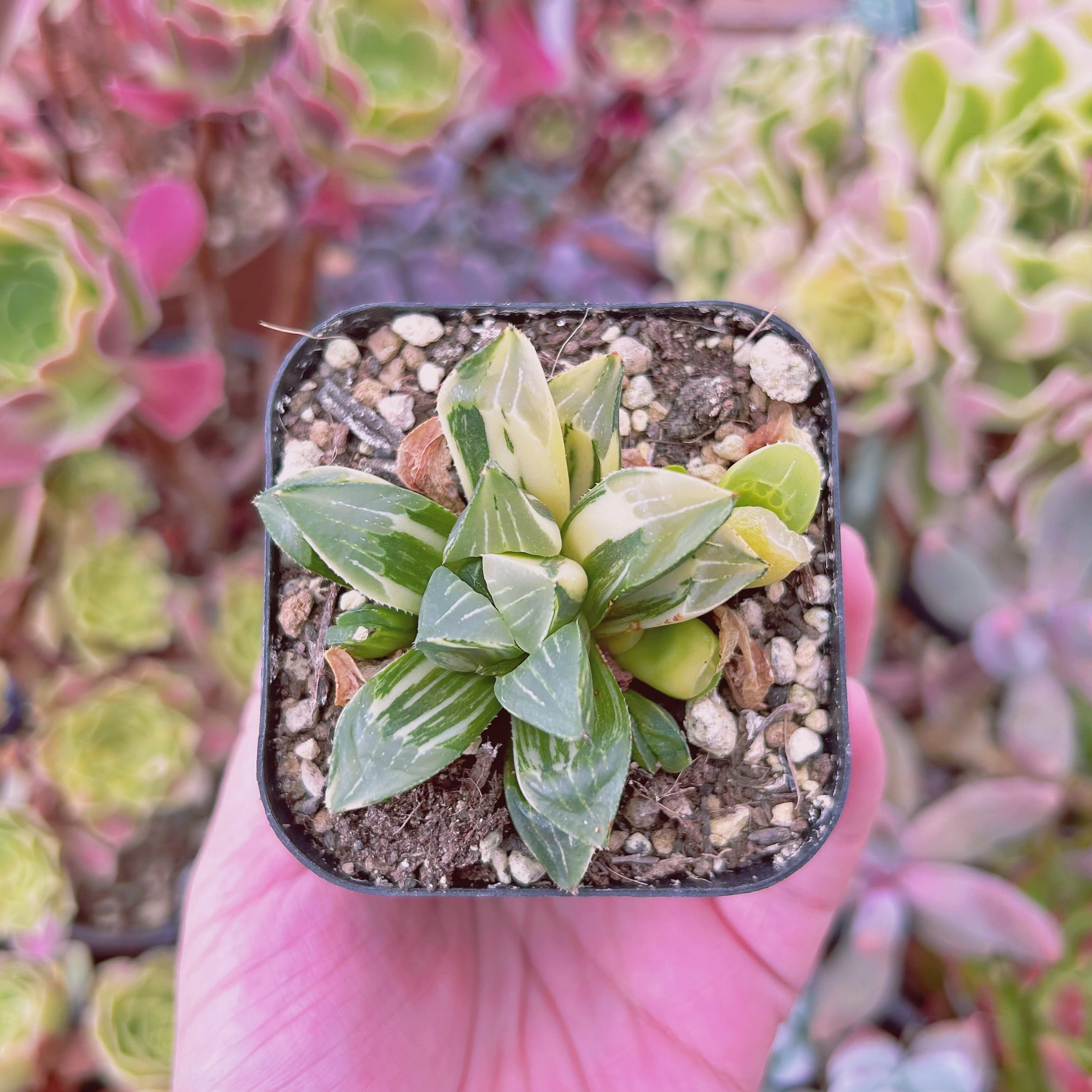 547現物 多肉植物 姫寿錦 抜き苗 | るる農園~多肉植物専門
