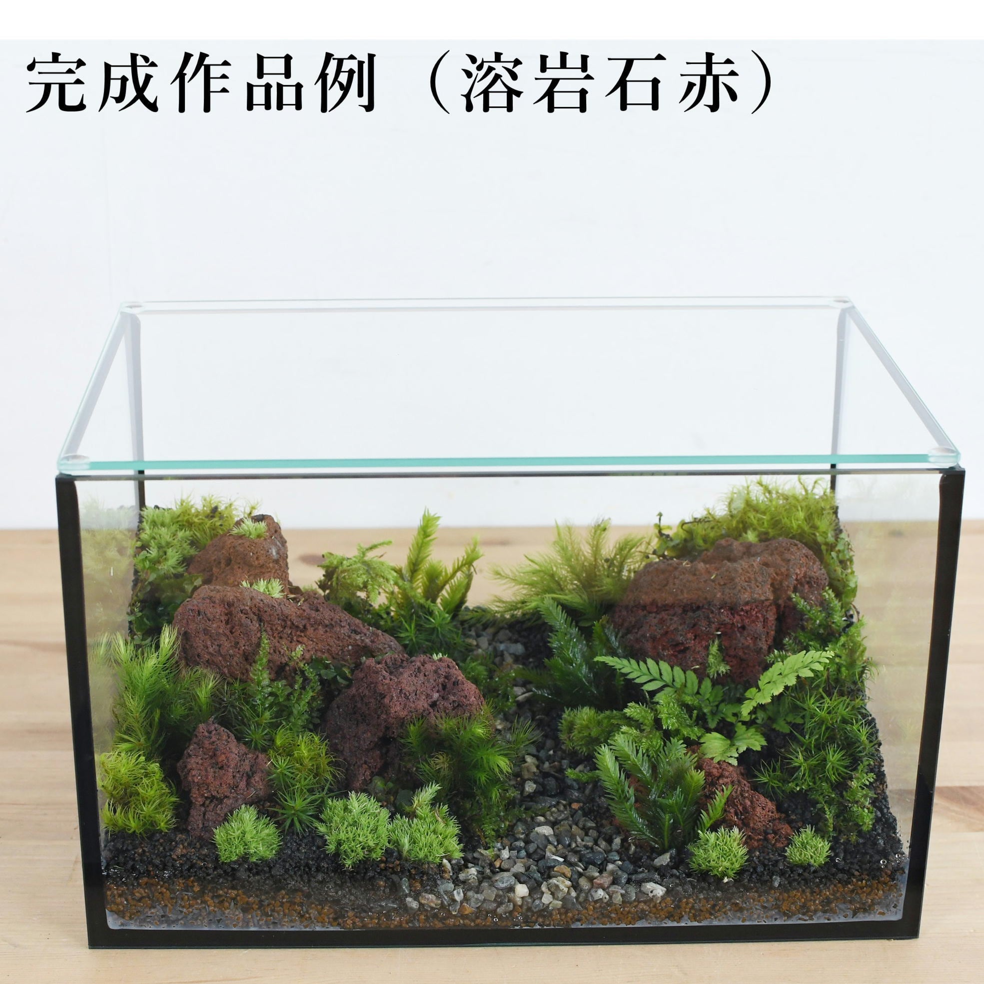 作製キット】苔の森が作れる 25cm水槽で作る苔テラリウム作製キット