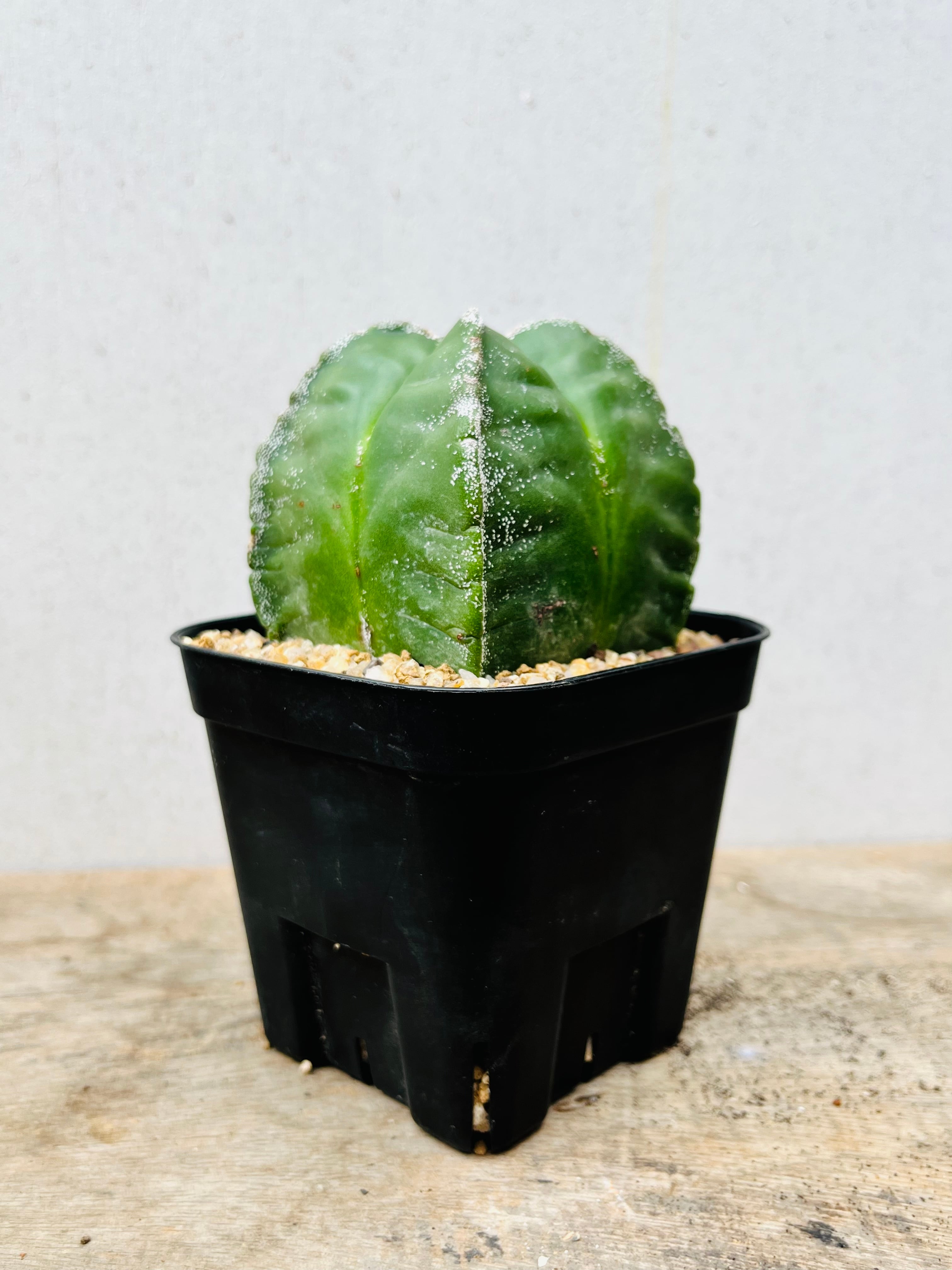 Astrophytum myriostigma アストロフィツム 四角ヘキラン ランポー玉