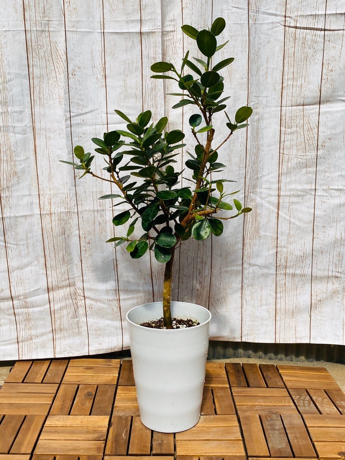 観葉植物 パンダガジュマル 枝 7号 | ハウスプランツショップ 観葉植物