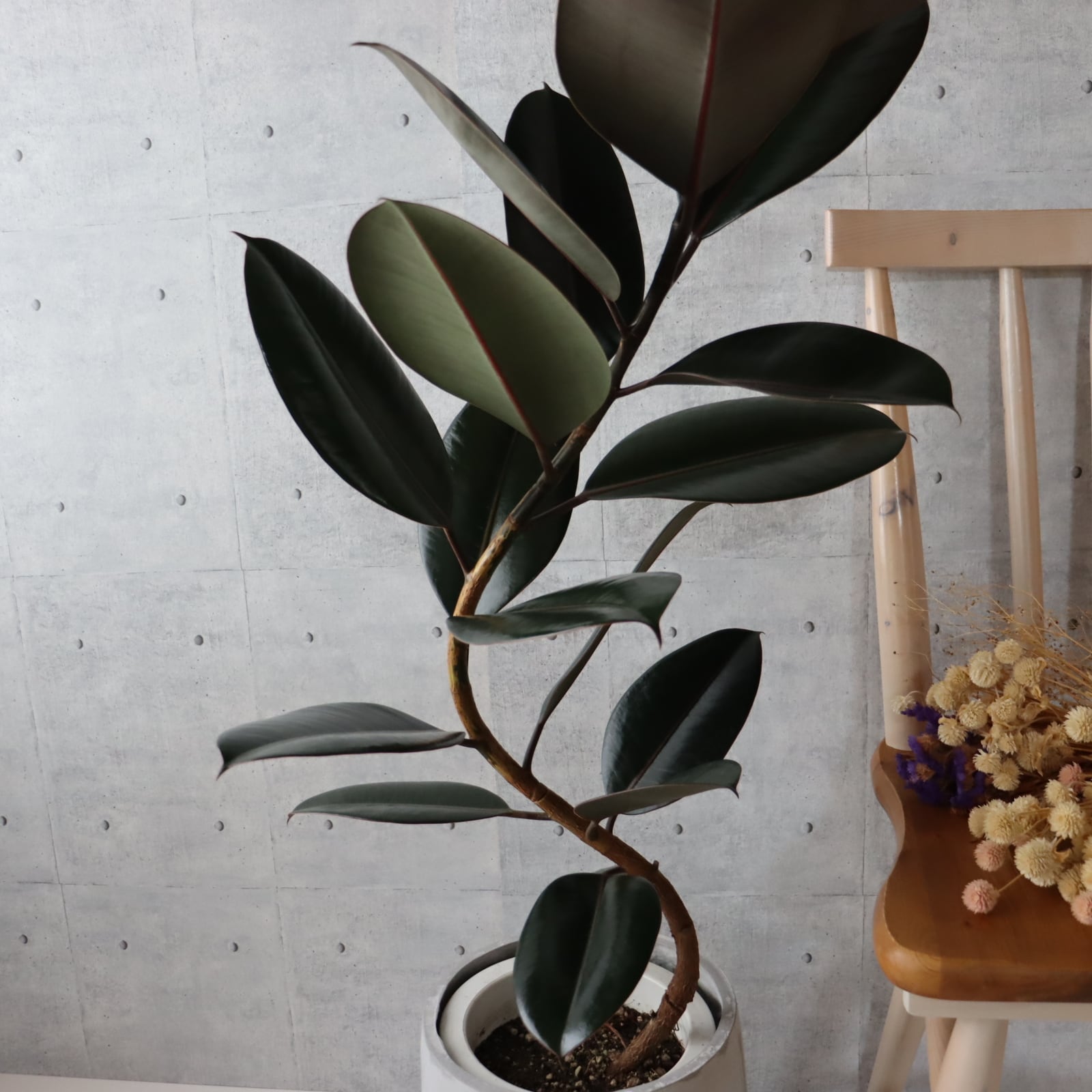 美形◎ 110cm】フィカス バーガンディ 曲がり ゴムの木 観葉植物 室内