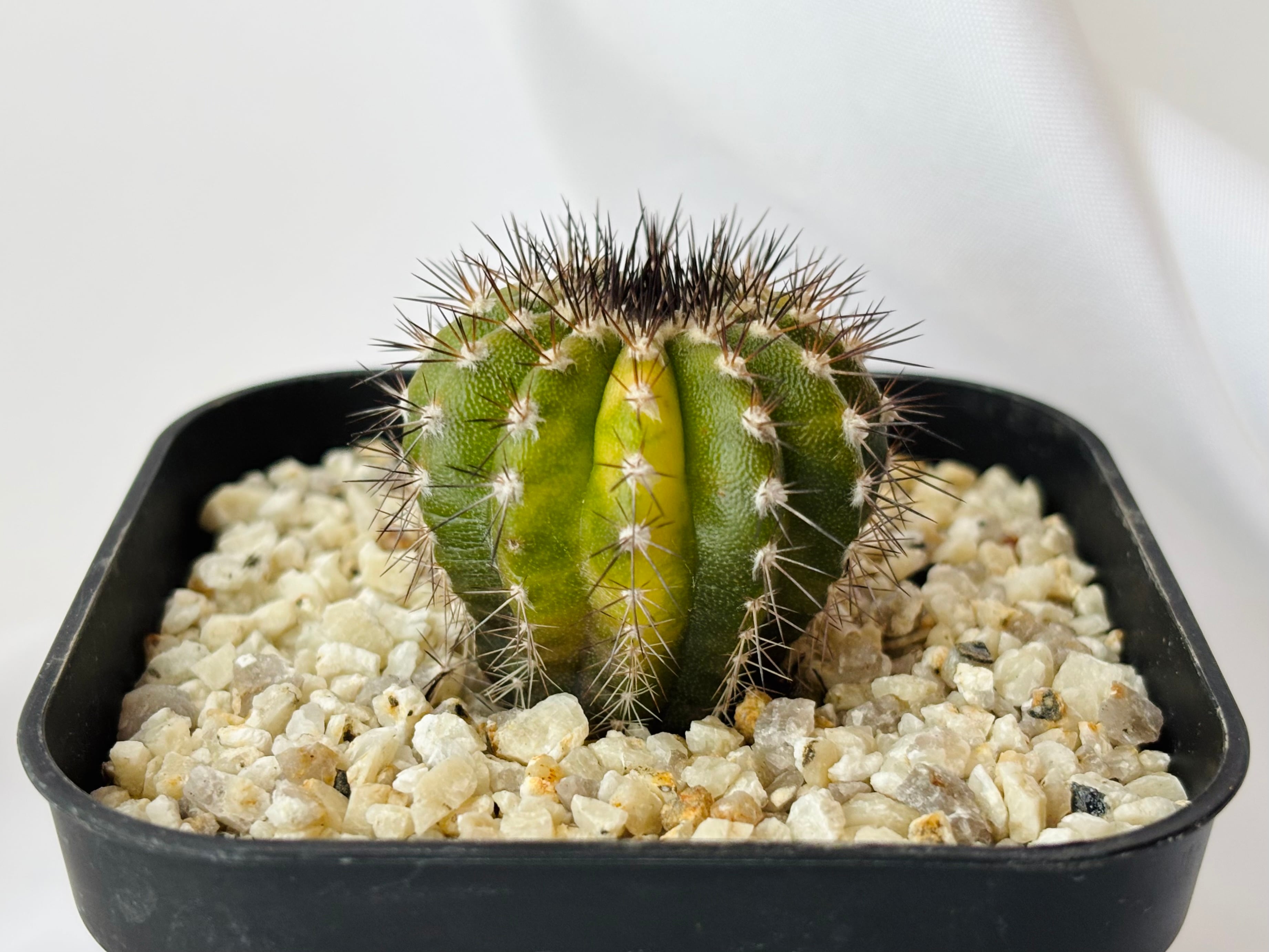 Uebelmmania pectinifera ユーベルマニア ペクチニフェラ錦 サボテン