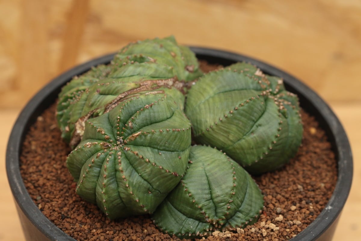 販売済み：オベサ 図鑑】【綴化双頭多頭】Euphorbia Obesa