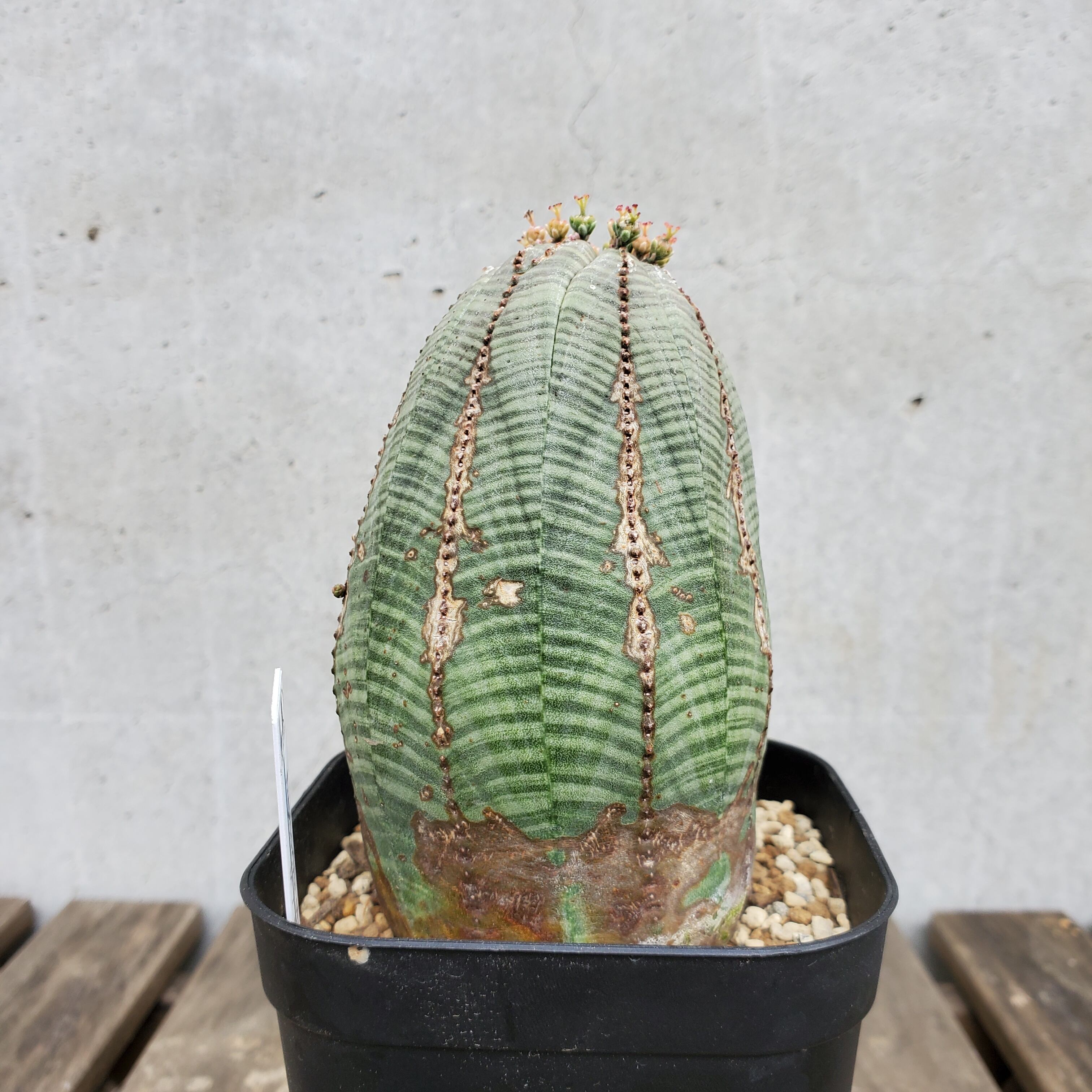 高さ10cm】Euphorbia obesa ユーフォルビア オベサ | Libaran_Plants