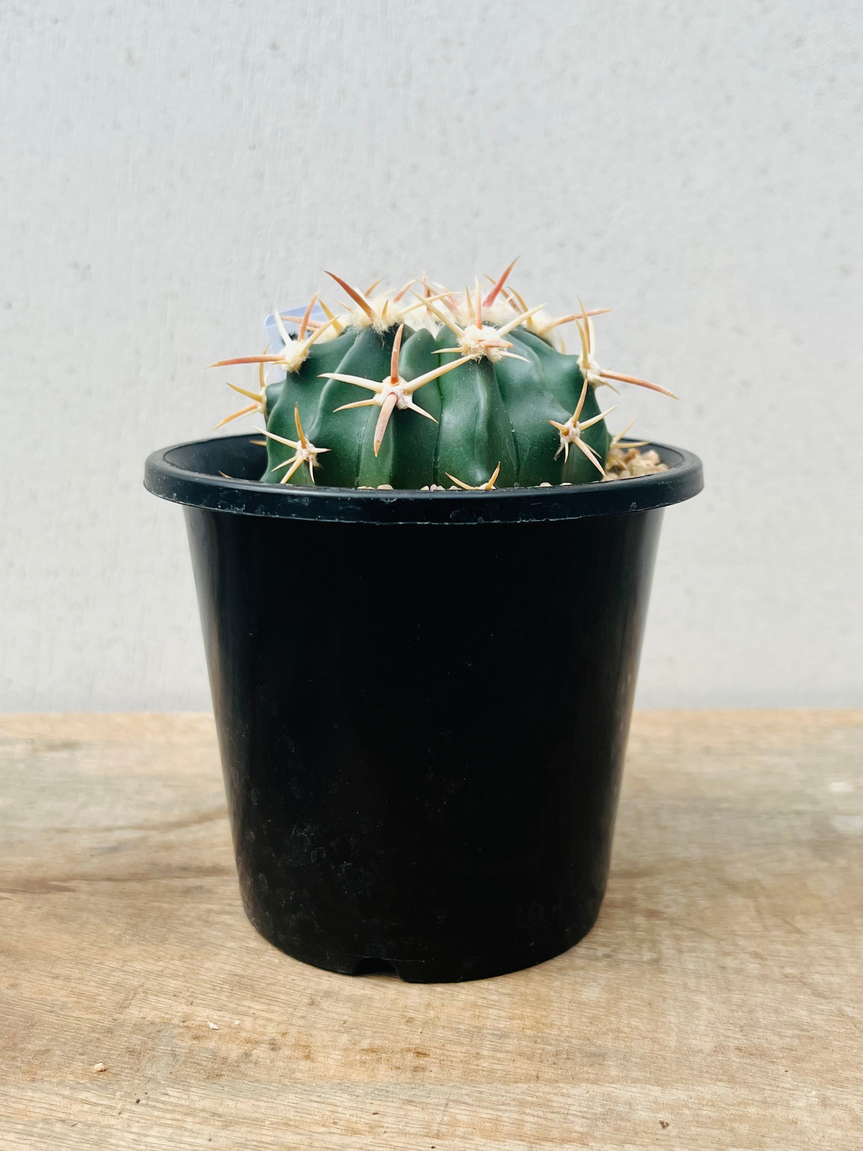 Echinocactus texensis エキノカクタス 綾波 サボテン | plants MARU