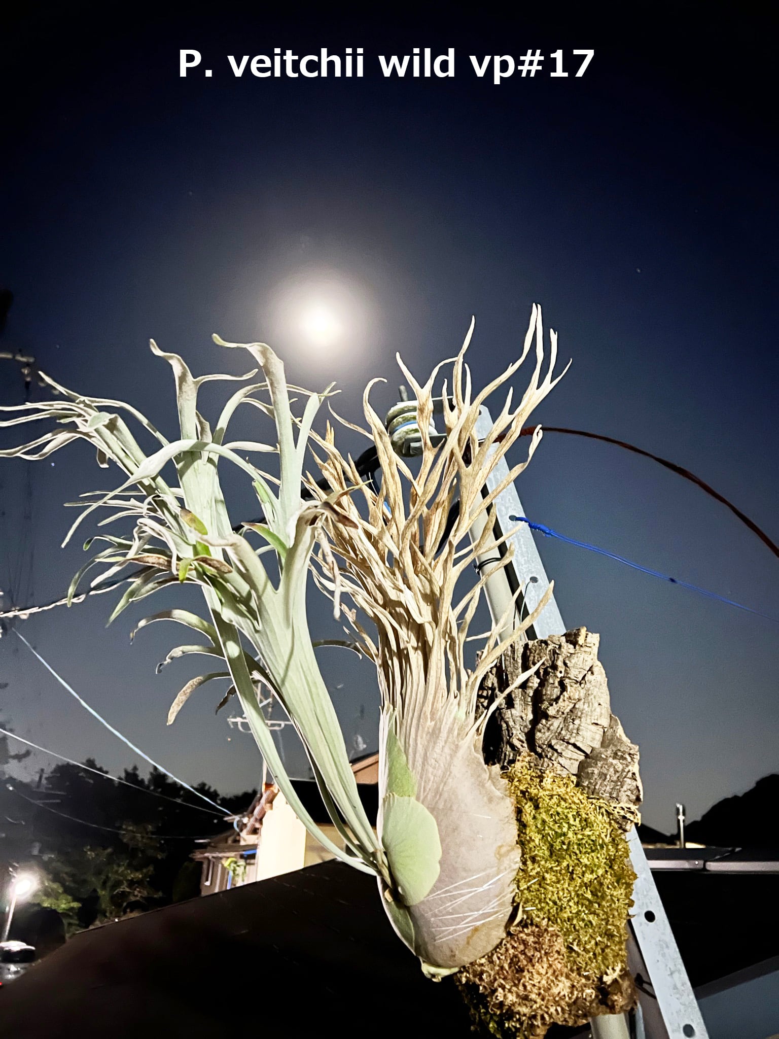 P. 'Musang King' ビカクシダ 'ムーサン キング' | vandaka plants
