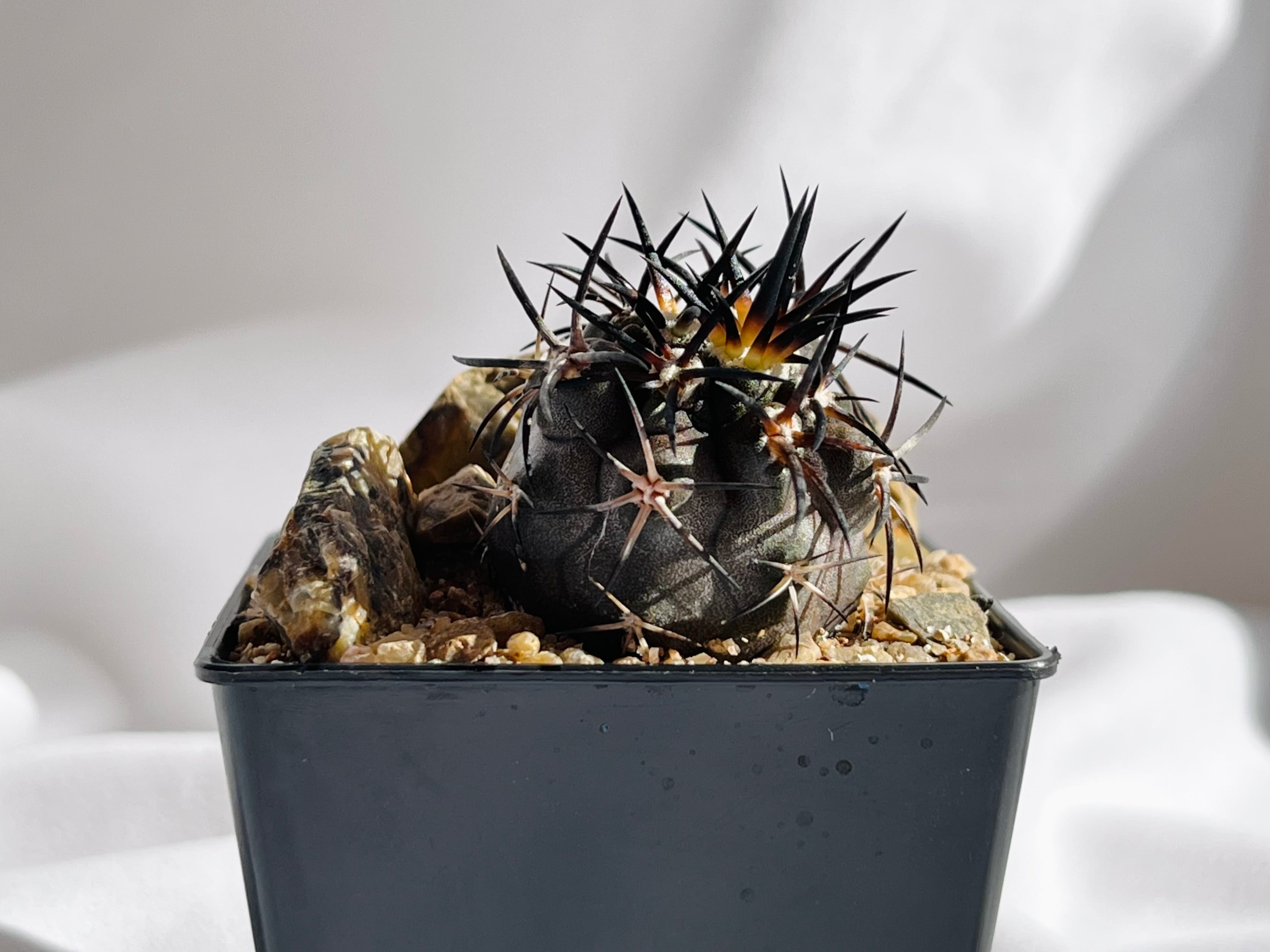 Copiapoa dura コピアポア デュラ 銅鑼丸 サボテン | plants MARU
