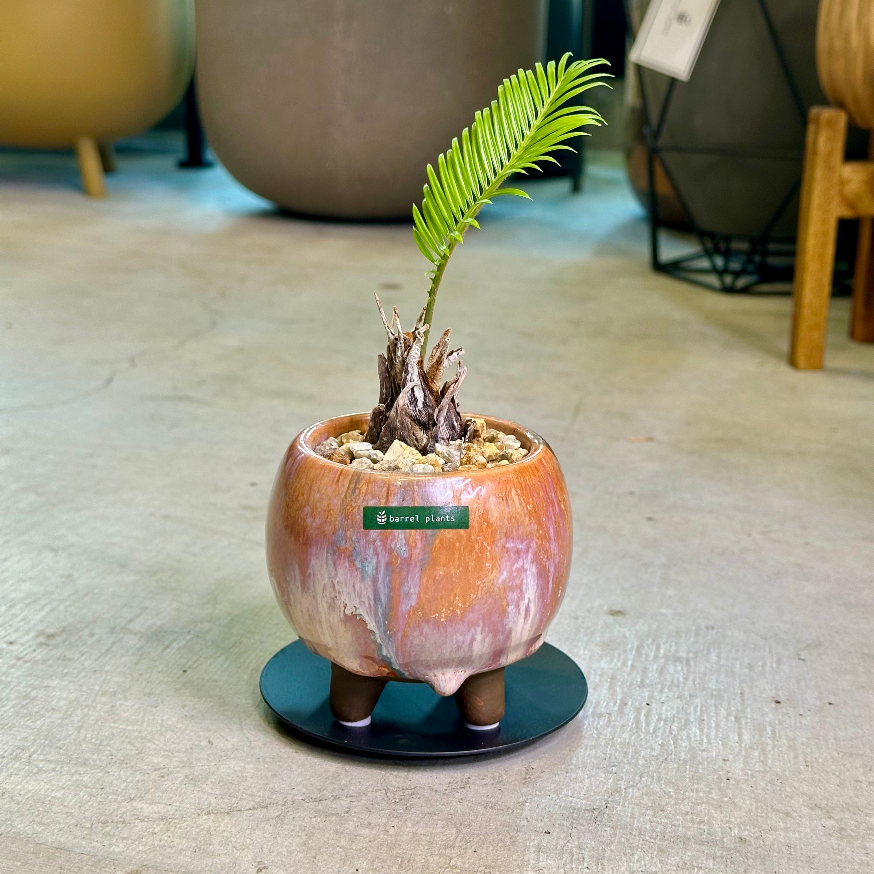 蘇轍・ソテツ | barrelplants_BONSAI
