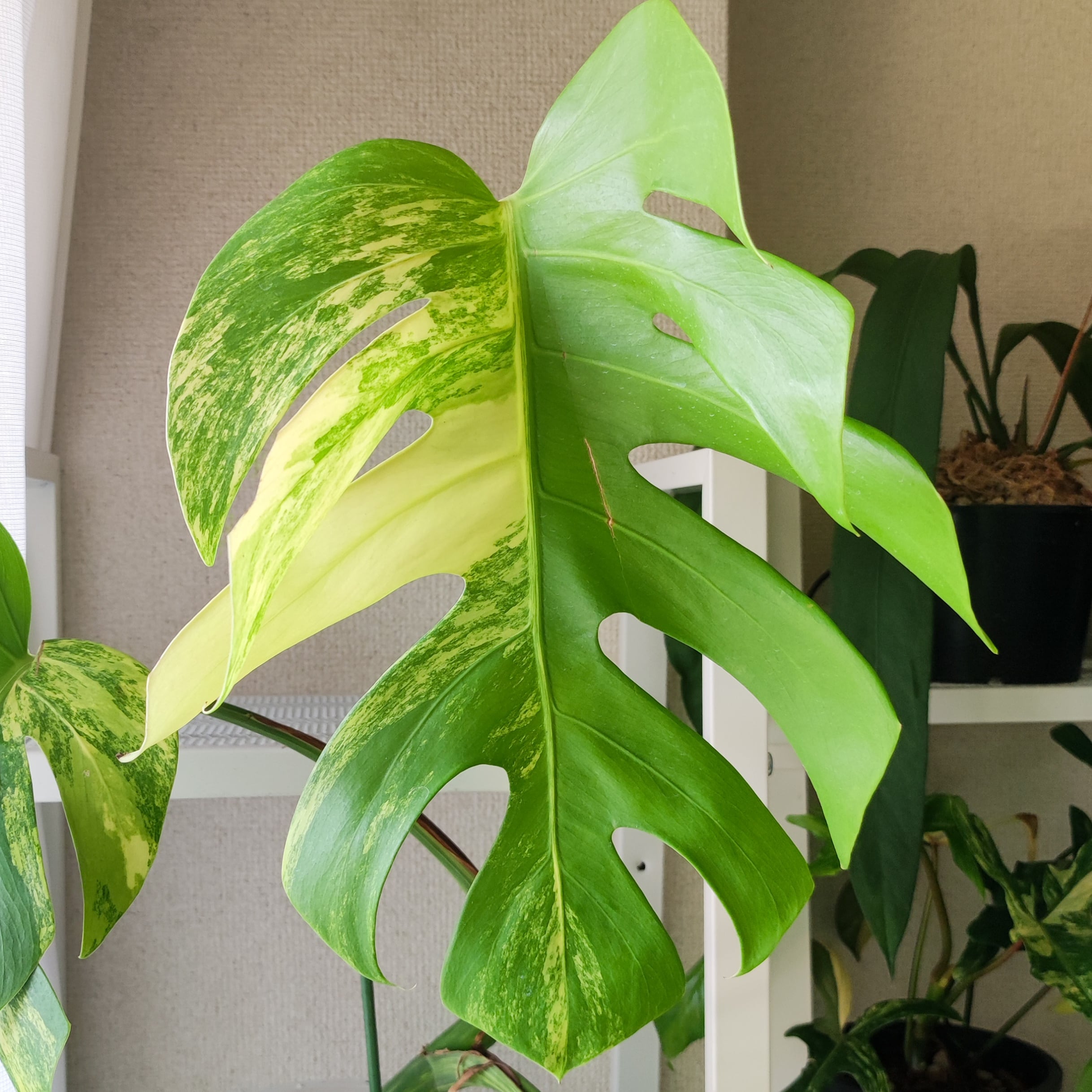 モンステラ ボルシギアナ オーレア 黄斑/Monstera borsigiana Aurea