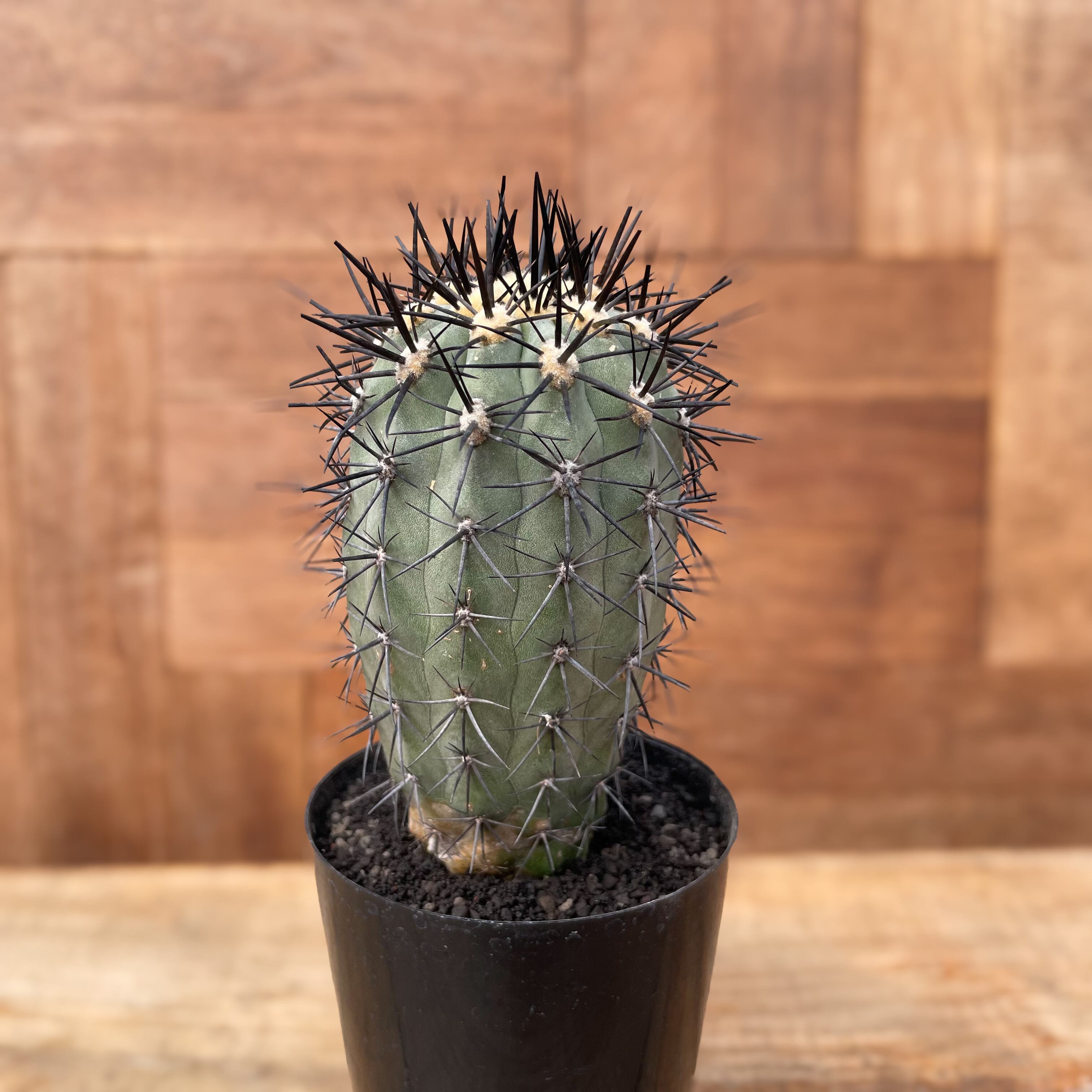 Copiapoa calderana【コピアポア・カルデラナ・実生】 | RIMO'S GREEN