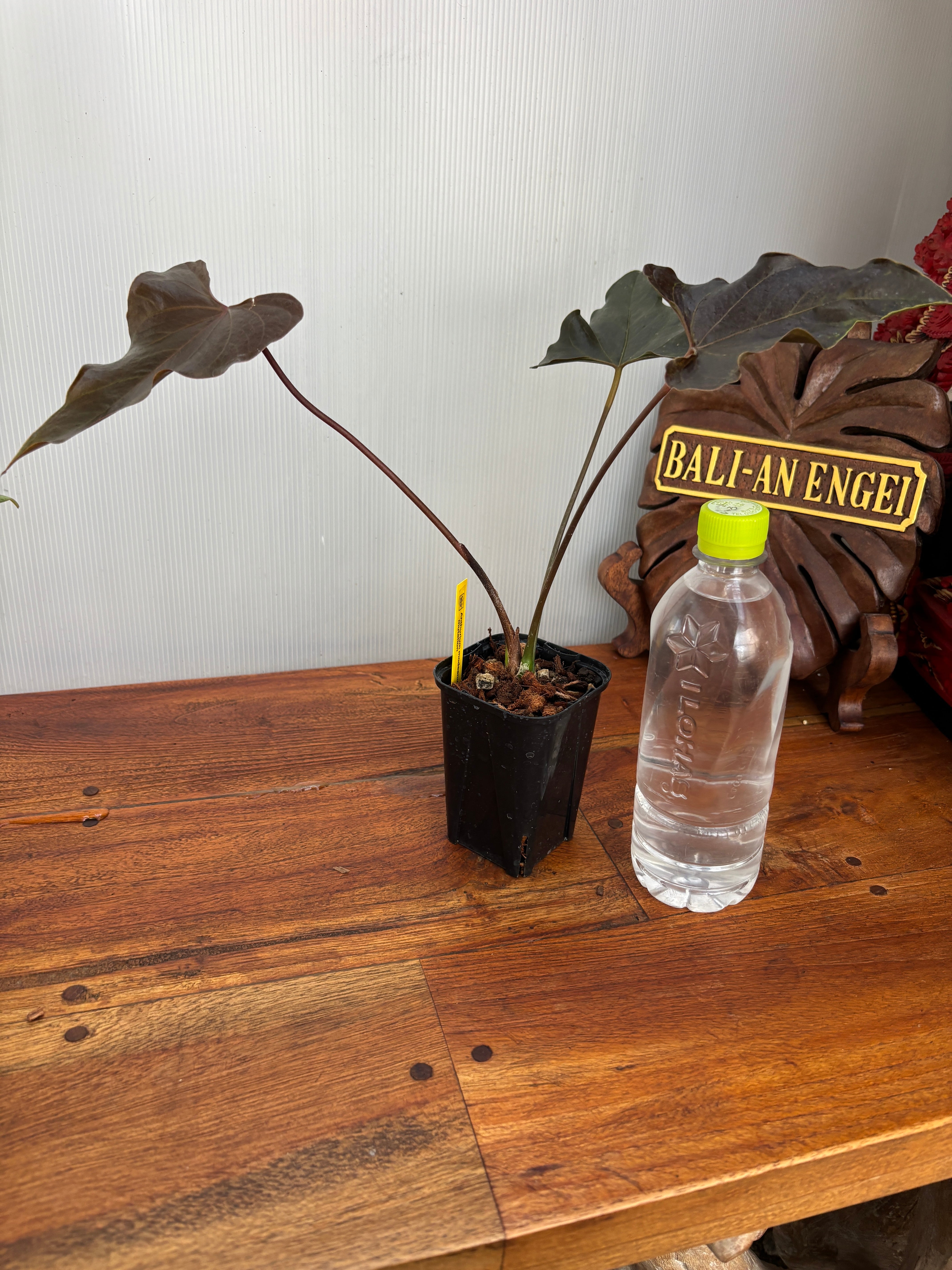 Anthurium | BA PLants