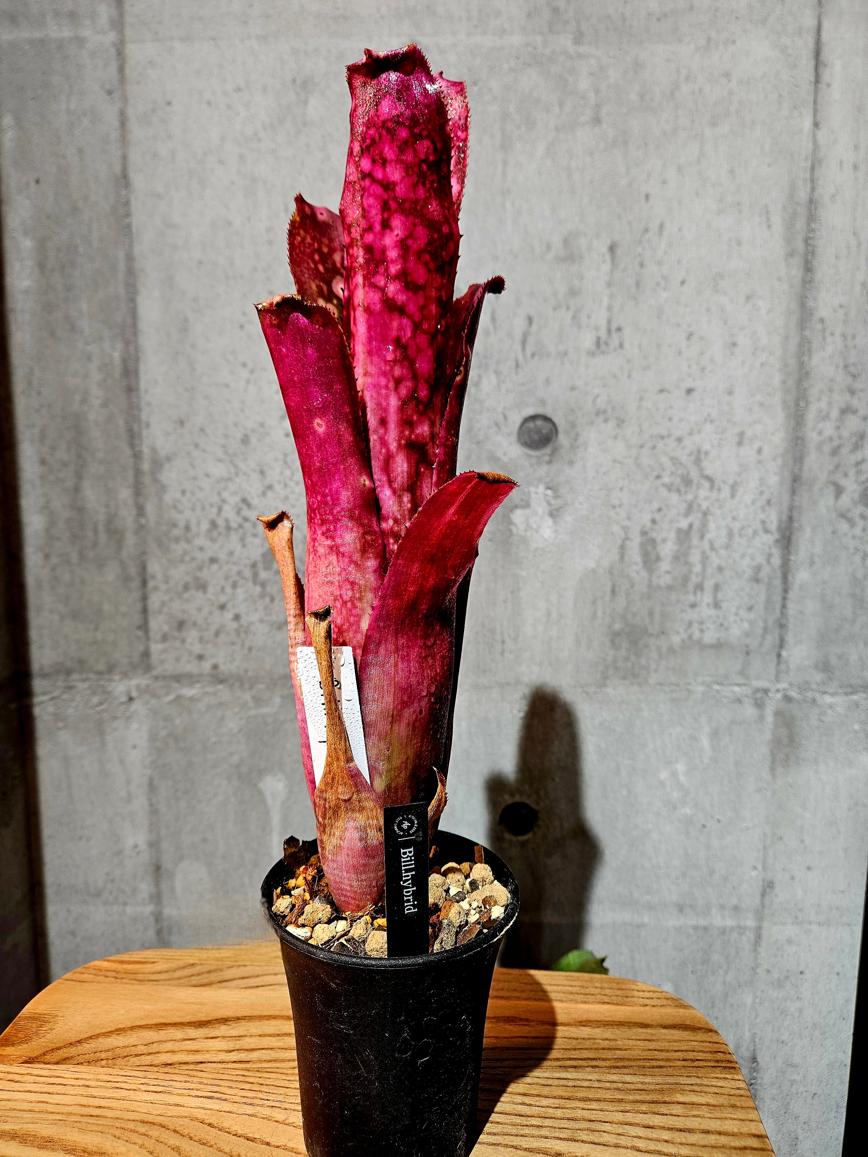 Bill.Hyb 【artPLANTs/PLANTS GARAGE】 ビルベルギア/Billbergia