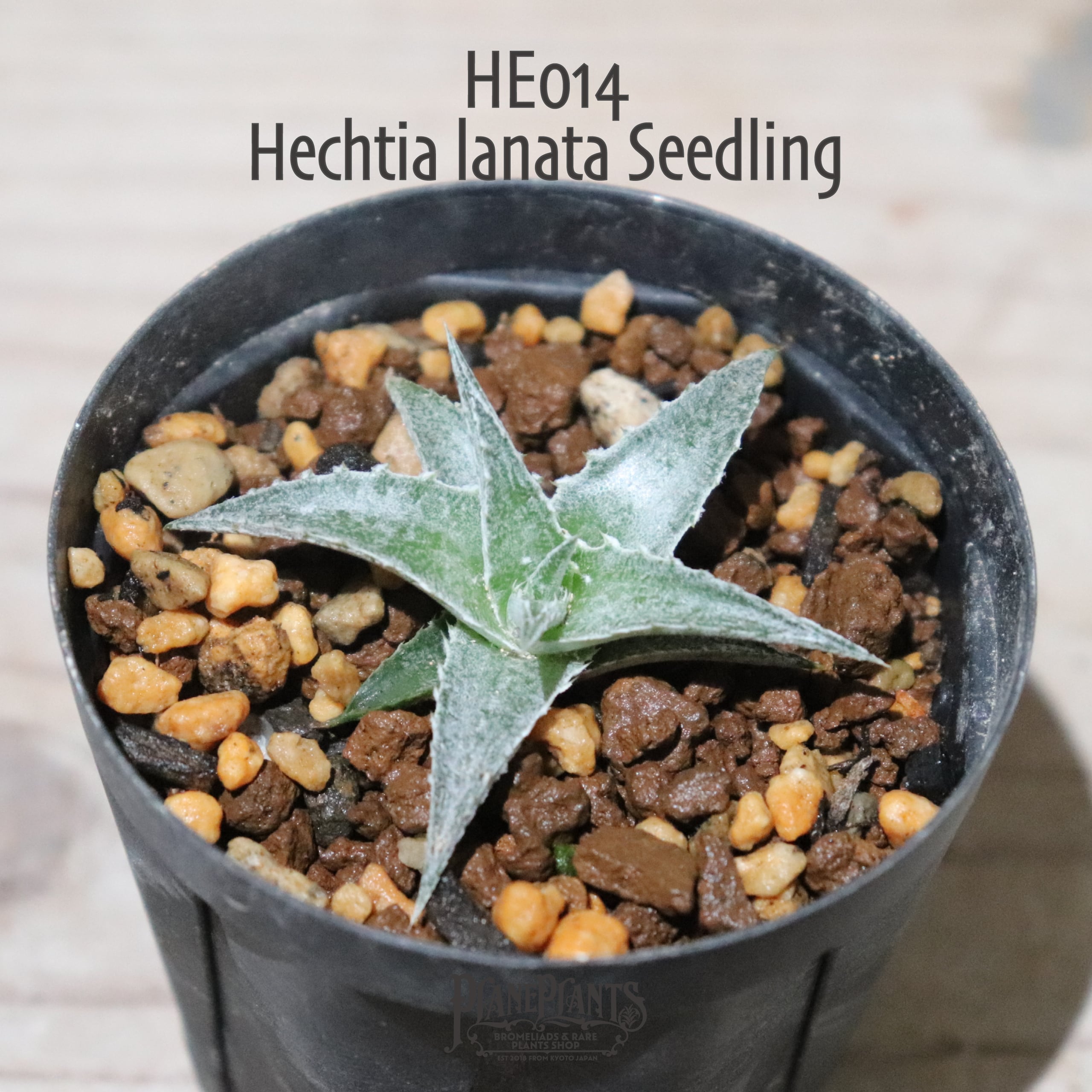 送料無料】Hechtia lanata seedling〔ディッキア〕現品発送HE011