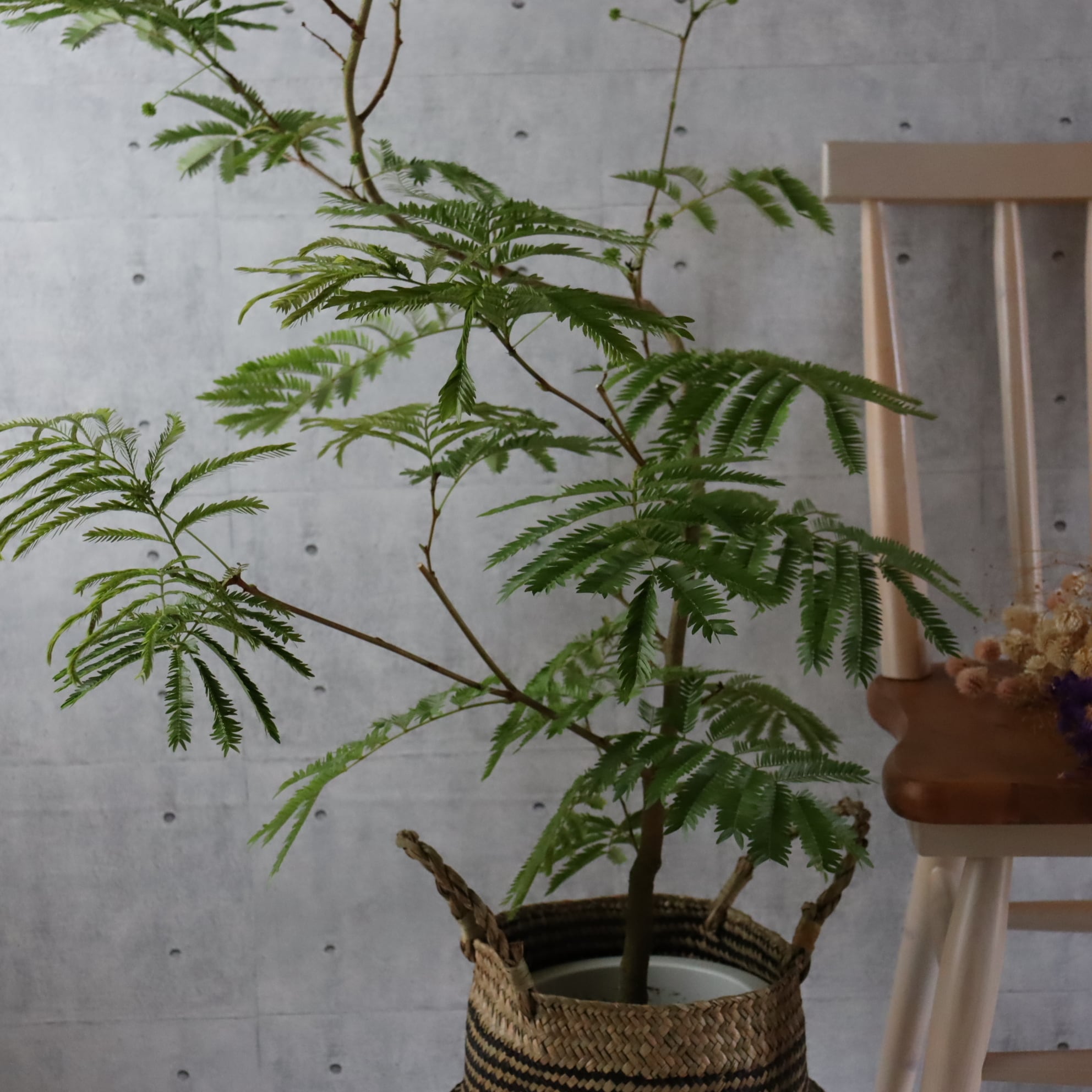 美しい樹形◎125cm】エバーフレッシュ 曲がり 7号 観葉植物 室内 大型