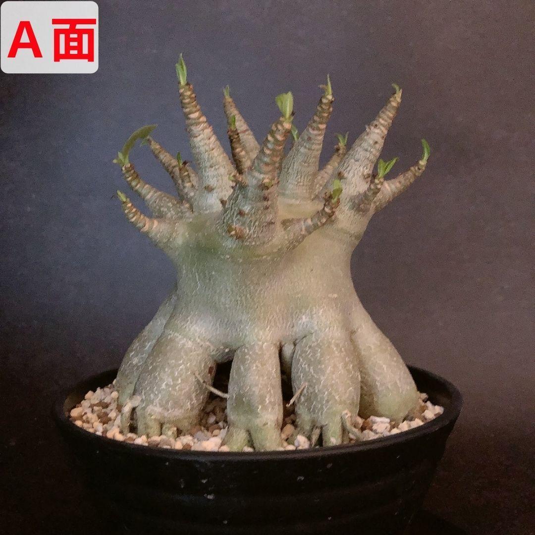 MA23【限定一株・激レア品種】アデニウム アラビカム たこ足 タイ現地