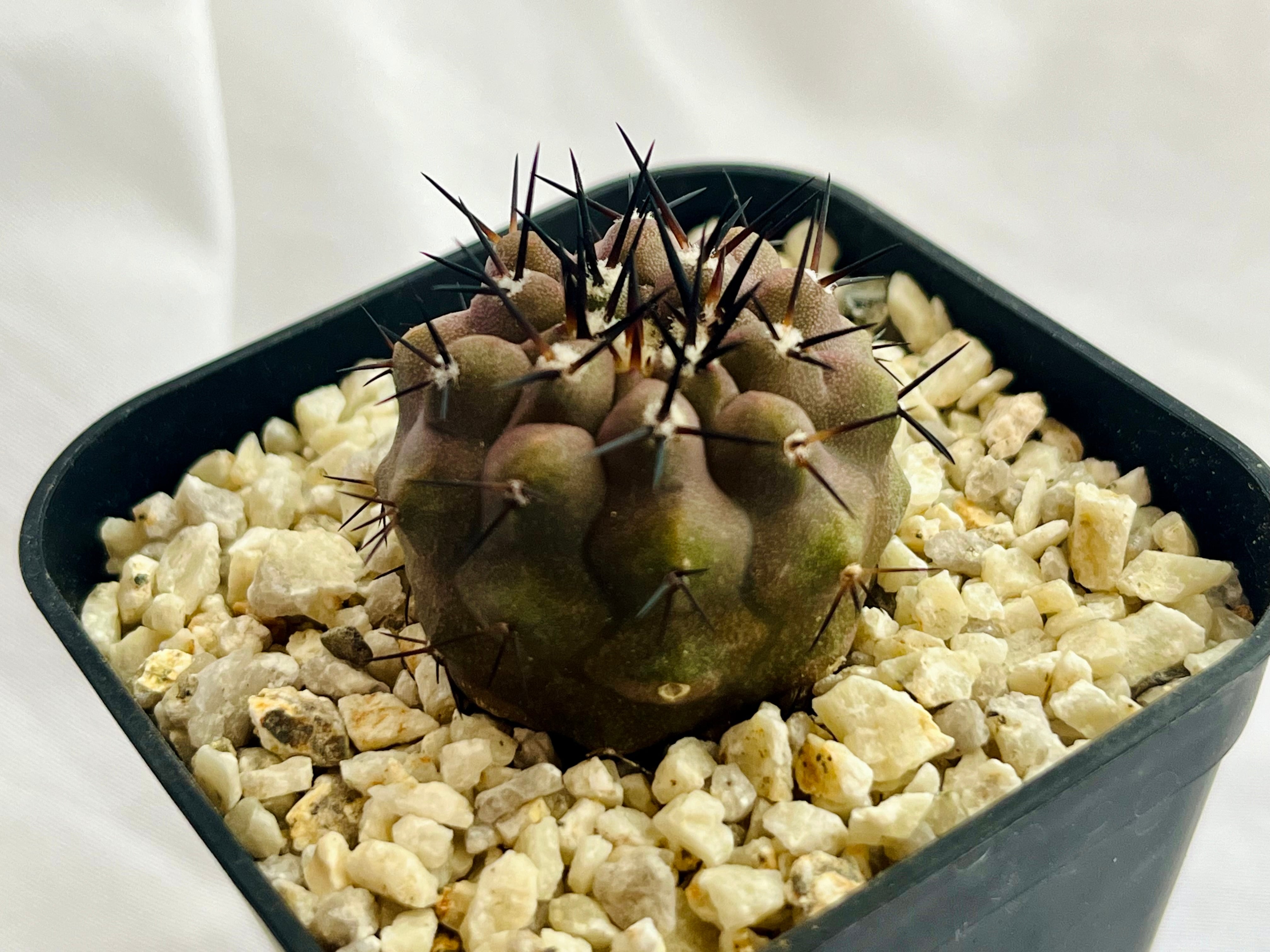 Copiapoa cinerea コピアポア シネレア 黒王丸 サボテン | plants MARU