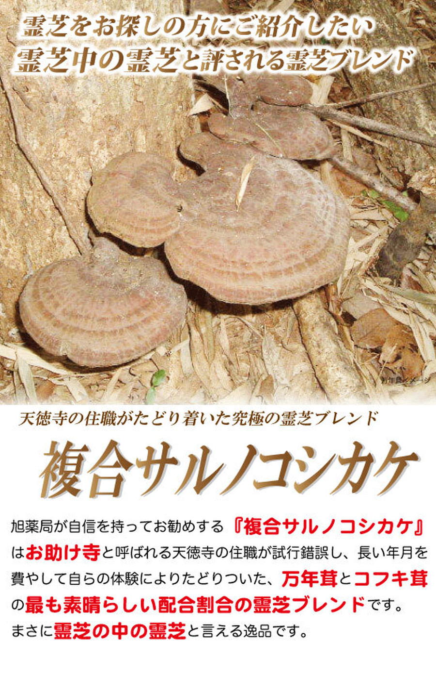 複合サルノコシカケA(万年茸・コフキ)【煎材料】 | 旭薬局