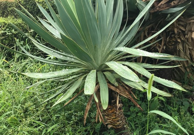 ユッカ・グロリオサの特徴や育て方、増やし方等の紹介