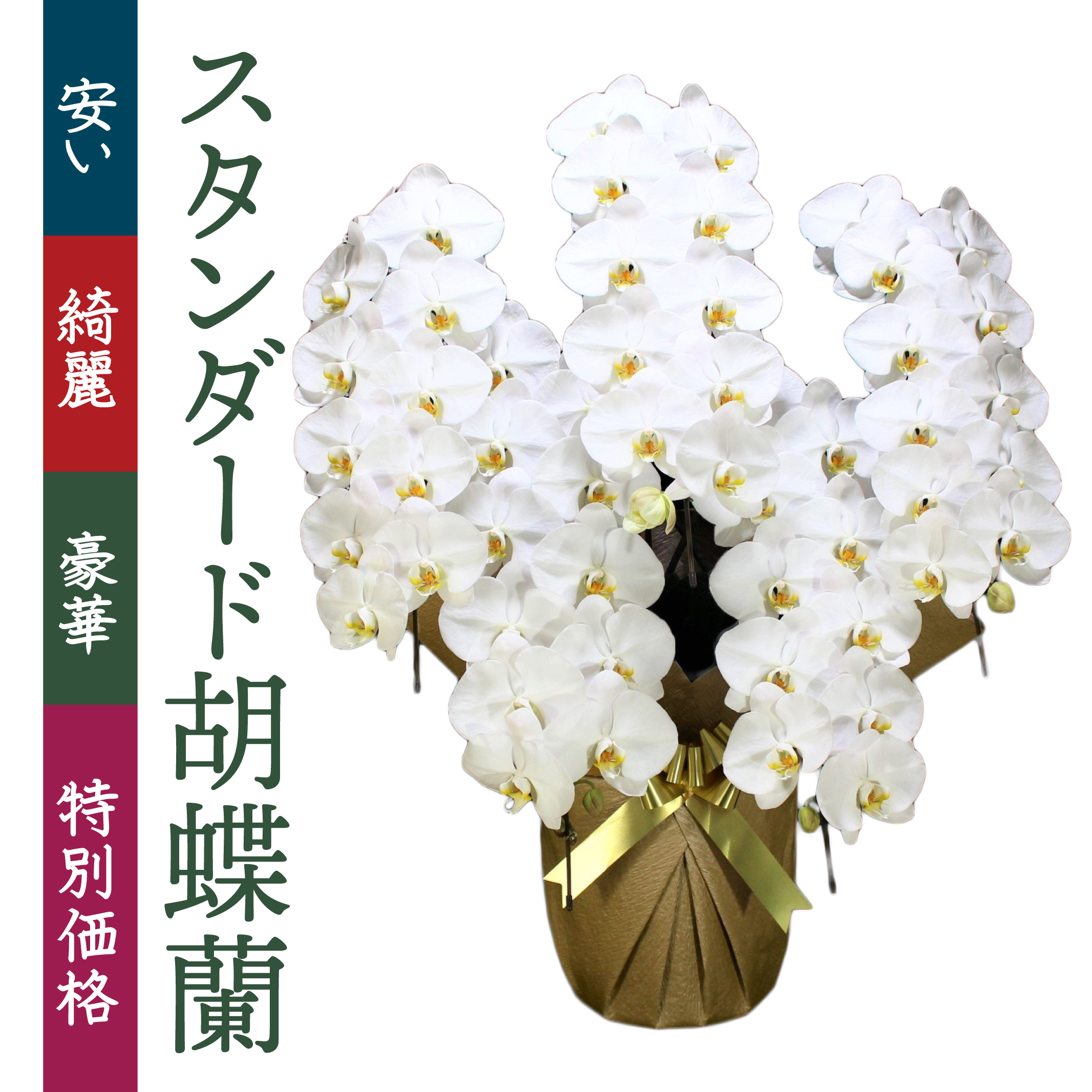 高知市に胡蝶蘭を贈るならベストフラワー