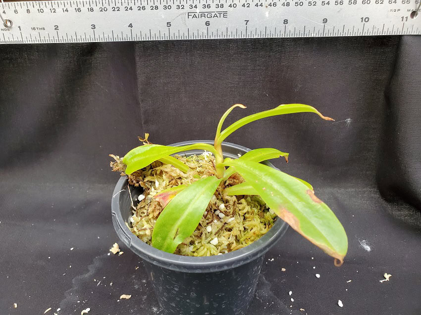 Nepenthes (ampullaria x 'Viking') x dubia BE 3694 – Bergen Water