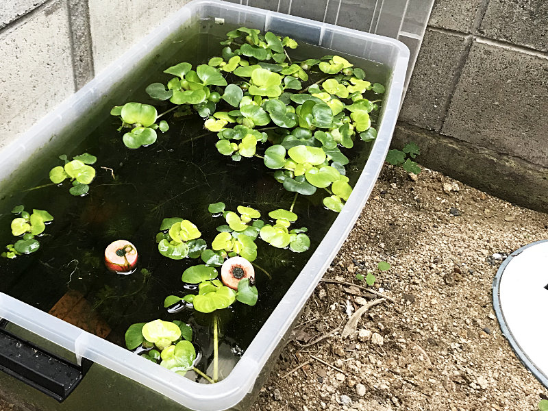 睡蓮鉢だけじゃない！屋外で使えるメダカビオトープ用飼育容器の選び方