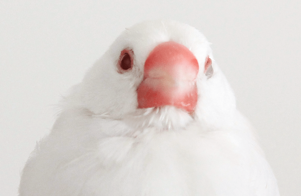 今週の愛鳥 文鳥のスミレ｜BIRDSTORY