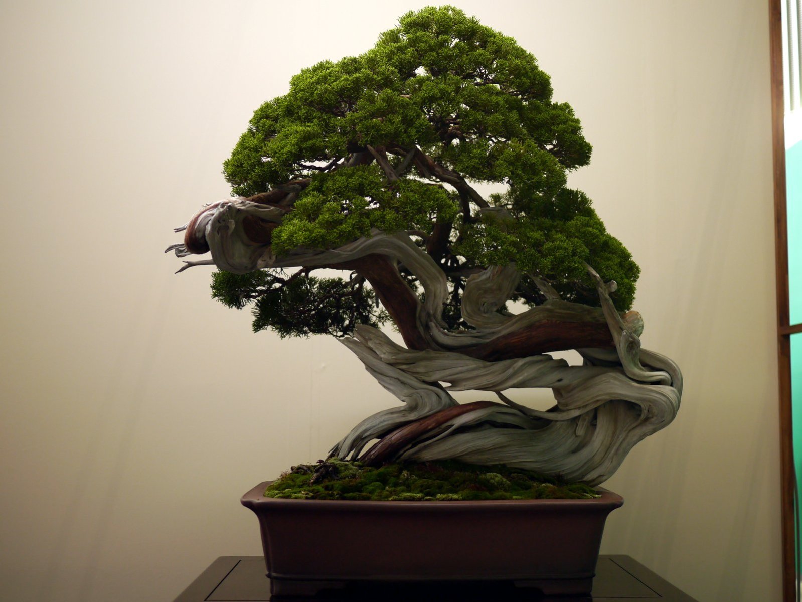 真柏 Chinese Juniper - 盆栽日本 Bonsai Japan