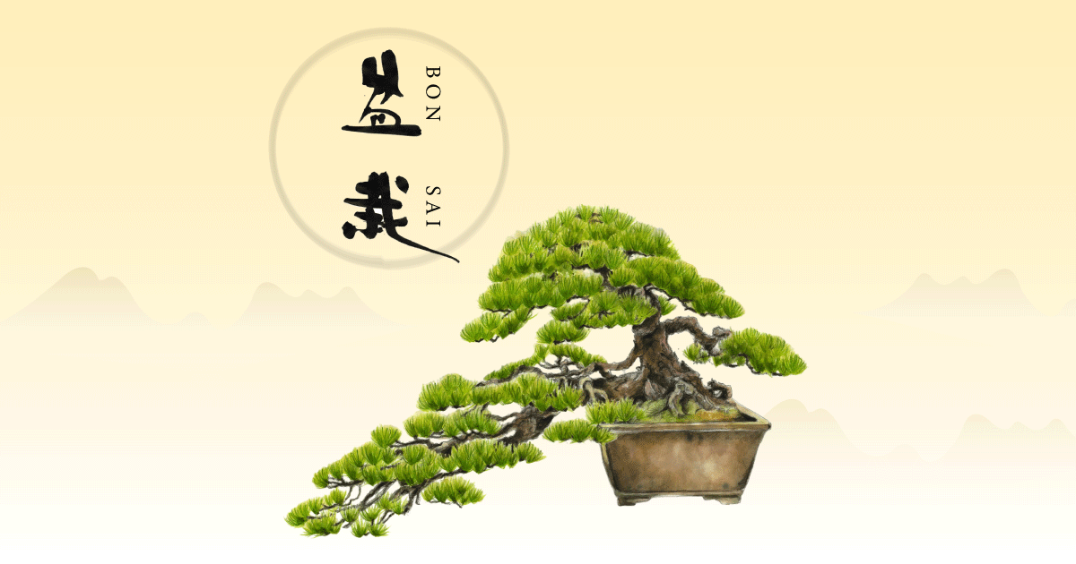 五葉松（4）那須五葉を培養 欧米でも評判の姿と形 | 盆栽 | 四国新聞社